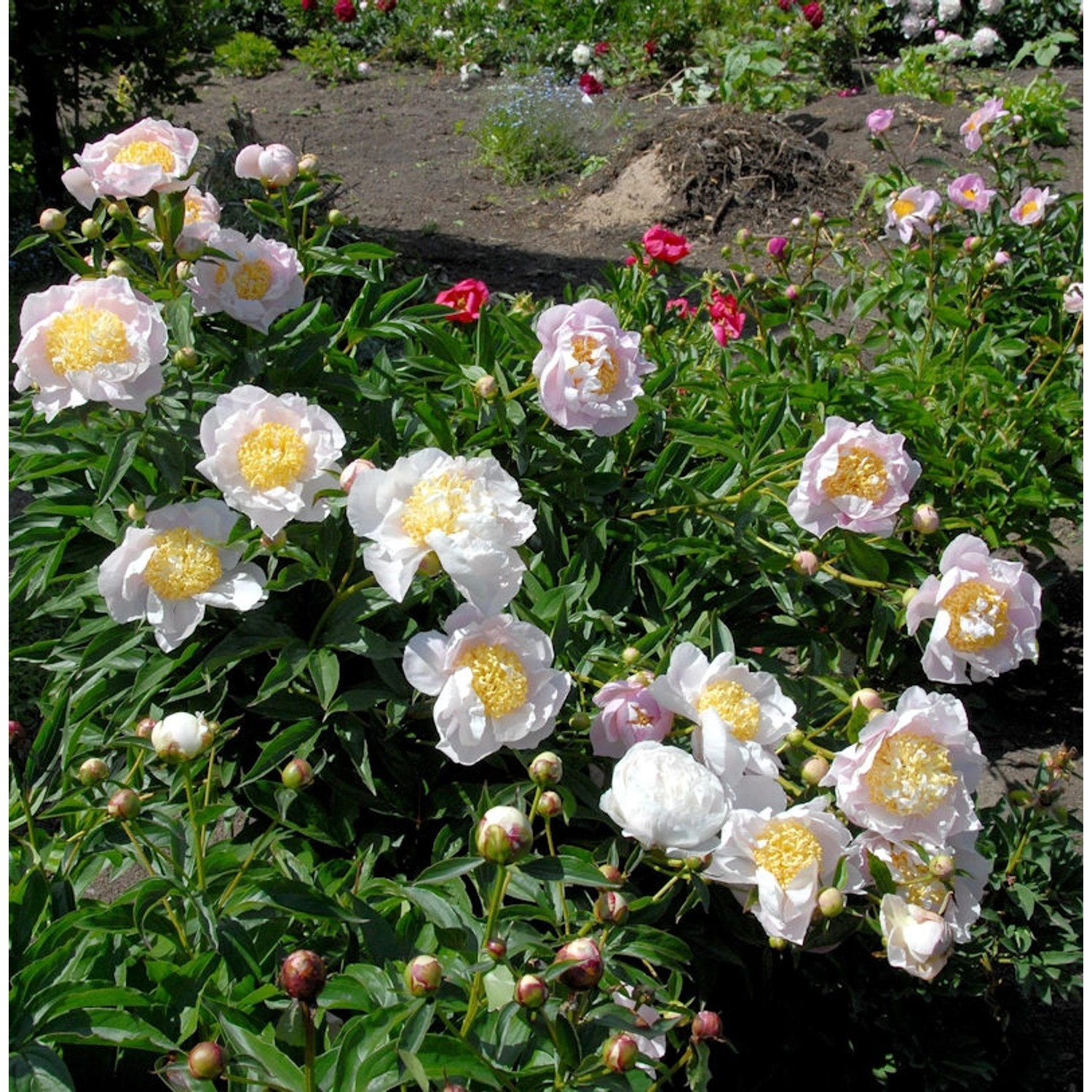 Edelpfingstrose Primevere - Paeonia lactiflora günstig online kaufen