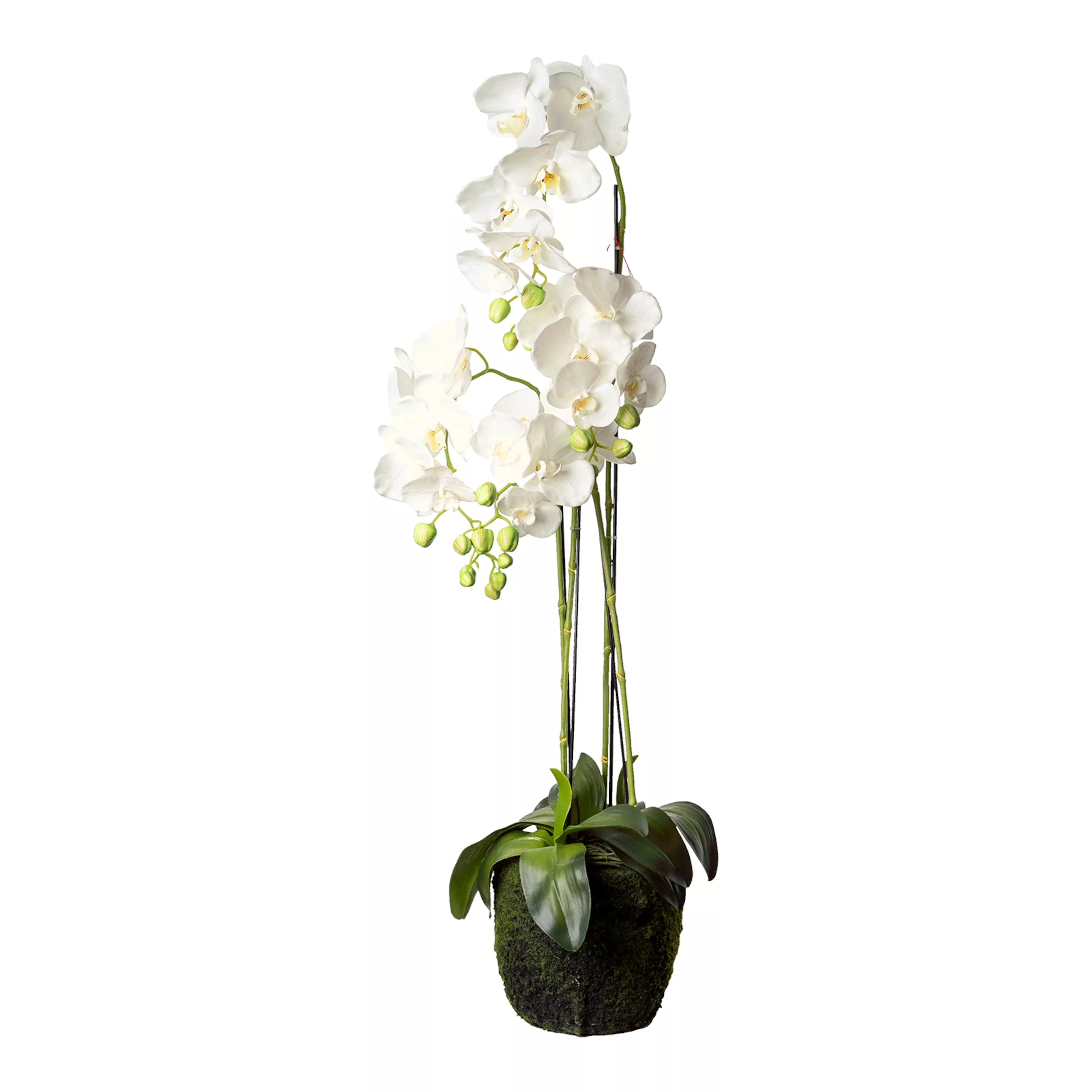 Orchidee Phalaenopsis in Erde ca. 100cm günstig online kaufen