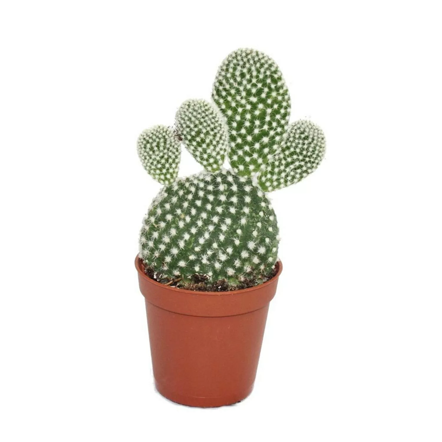 Exotenherz Opuntia Microdasys Albata Weisstachliger Ohrenkaktus im 5,5cm To günstig online kaufen