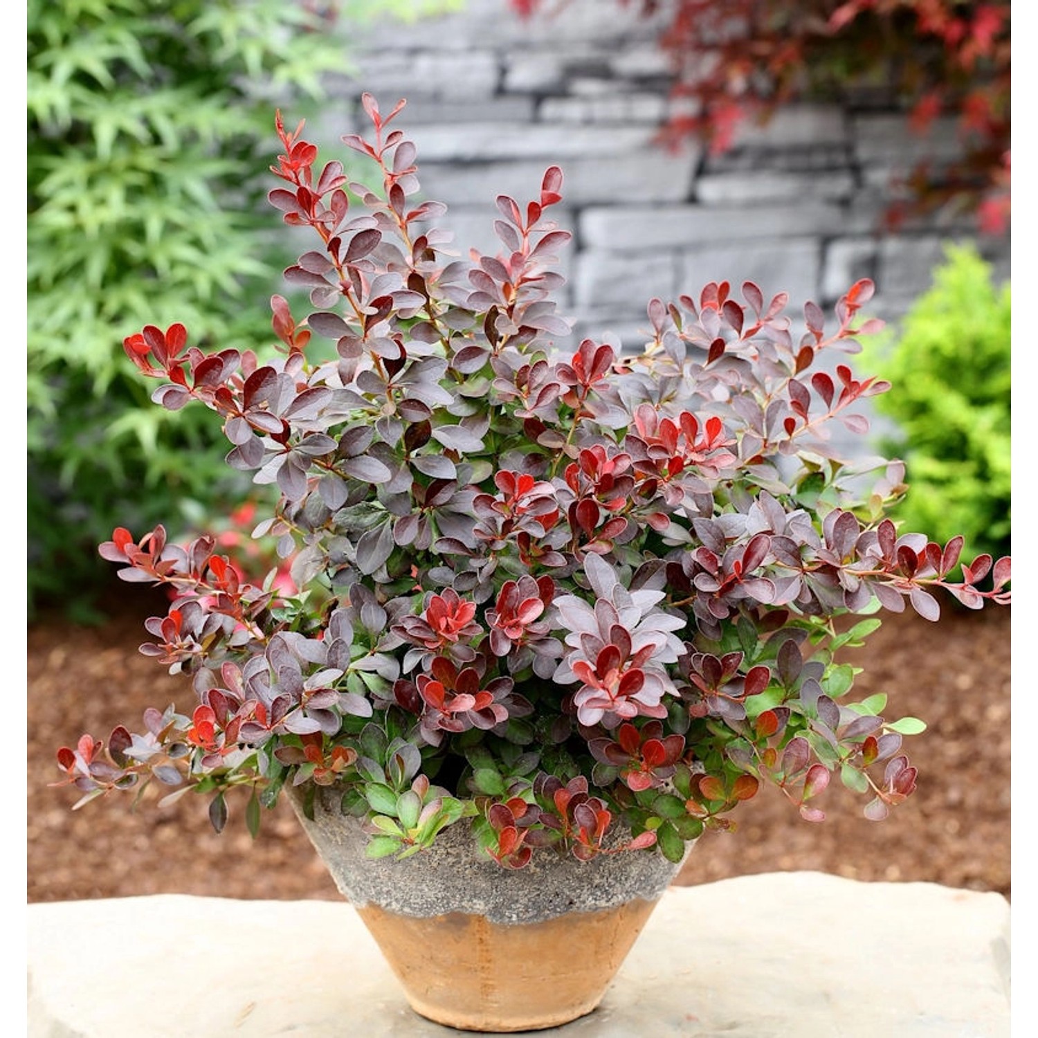 Kleine Blutbeberitze 30-40cm - Berberis thunbergii Atropurpurea Nana günstig online kaufen