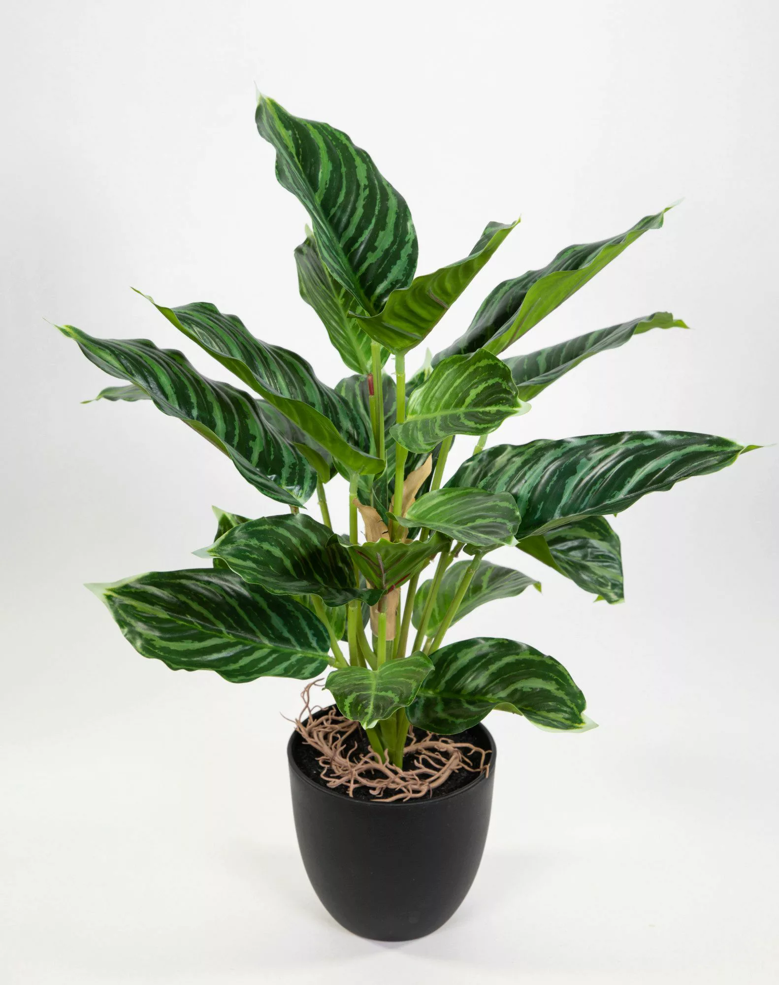 Kunstpflanze Calathea 50cm grün-hellgrün im Topf günstig online kaufen