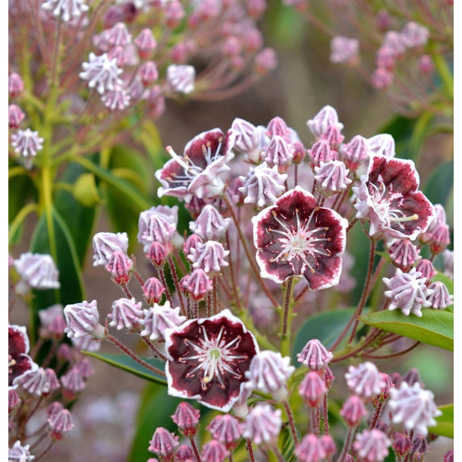 Großer Berglorbeer Mitternacht 30-40cm - Kalmia latifolia günstig online kaufen