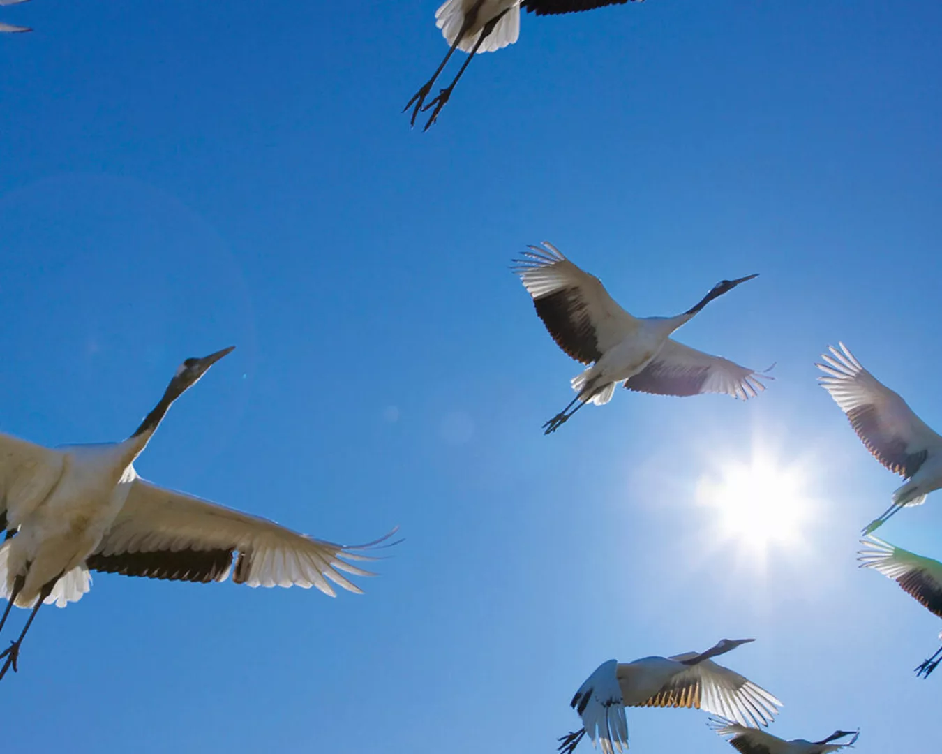 Fototapete "Vogelschwarm" 4,00x2,50 m / Glattvlies Perlmutt günstig online kaufen