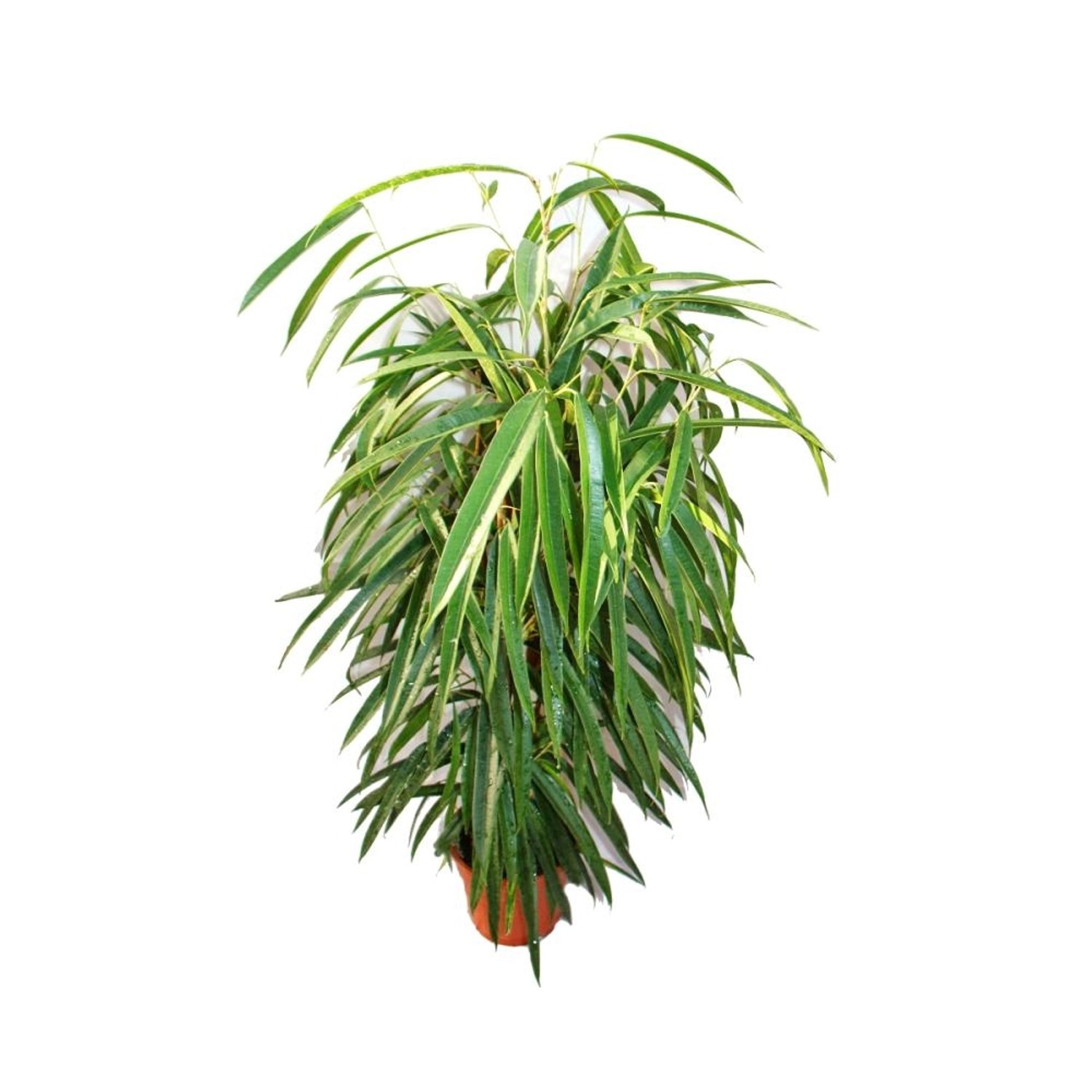 Exotenherz Ficus Binendijkii Alii Langblättrige Birkenfeige Königssäule 17c günstig online kaufen