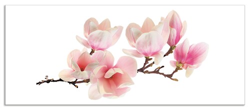 Artland Küchenrückwand »Magnolie«, (1 tlg.), Alu Spritzschutz mit Klebeband günstig online kaufen