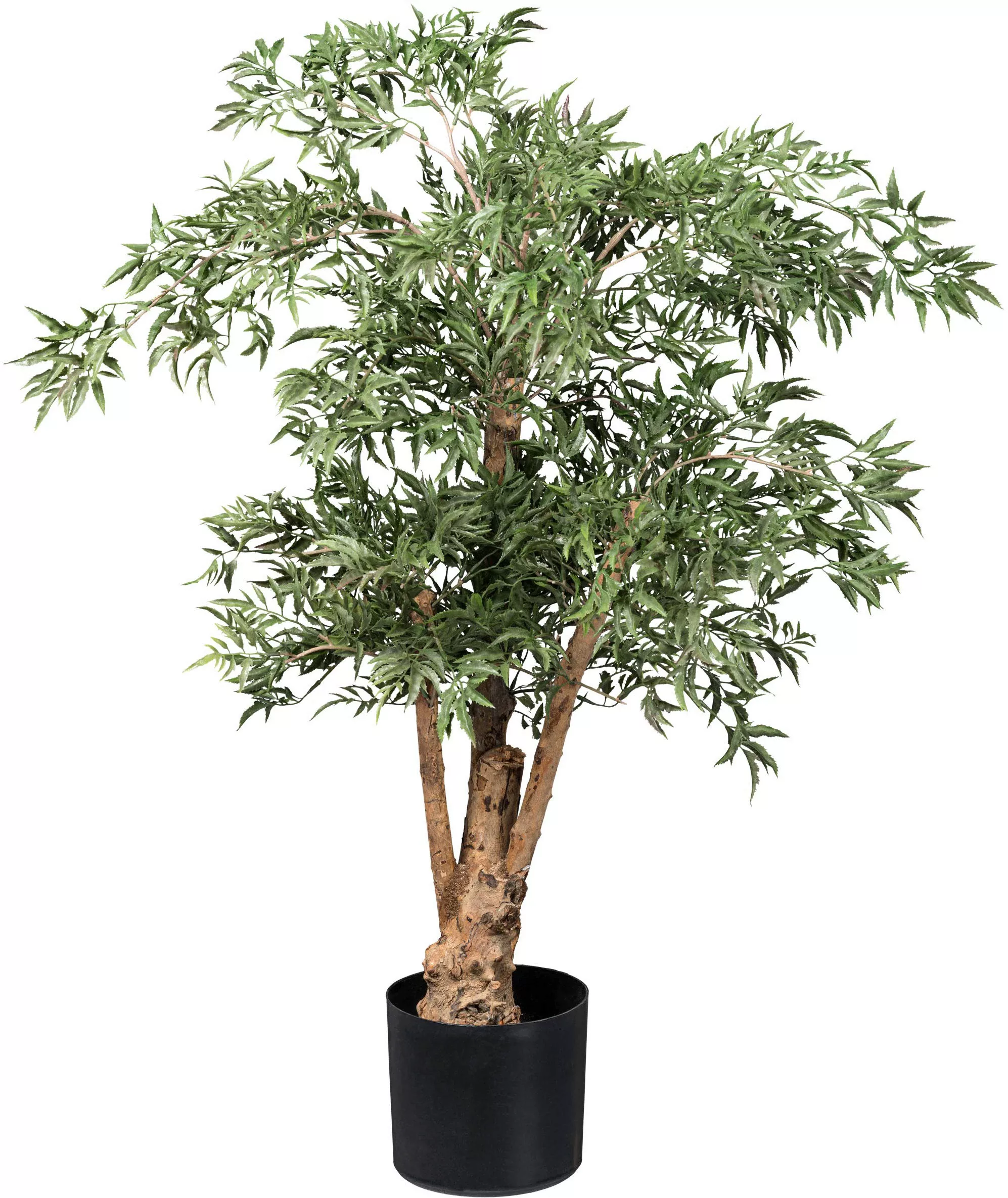 Creativ green Kunstbaum "Aralia Ming Polyscias", mit Naturstamm günstig online kaufen