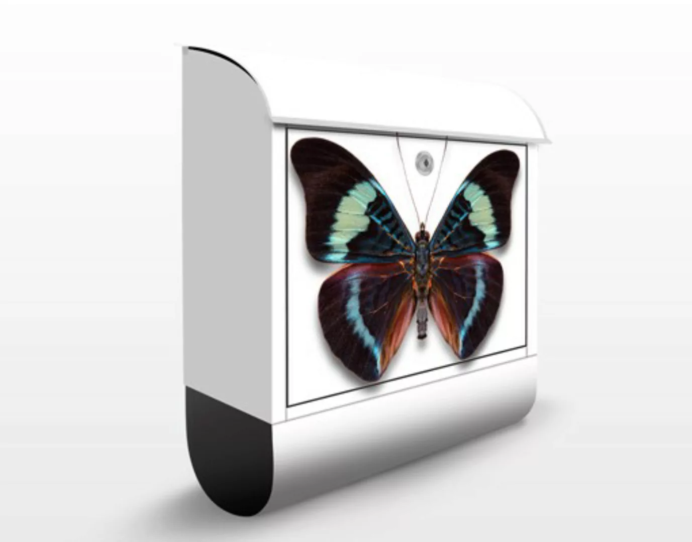 Briefkasten Tiere Lepidoptera günstig online kaufen
