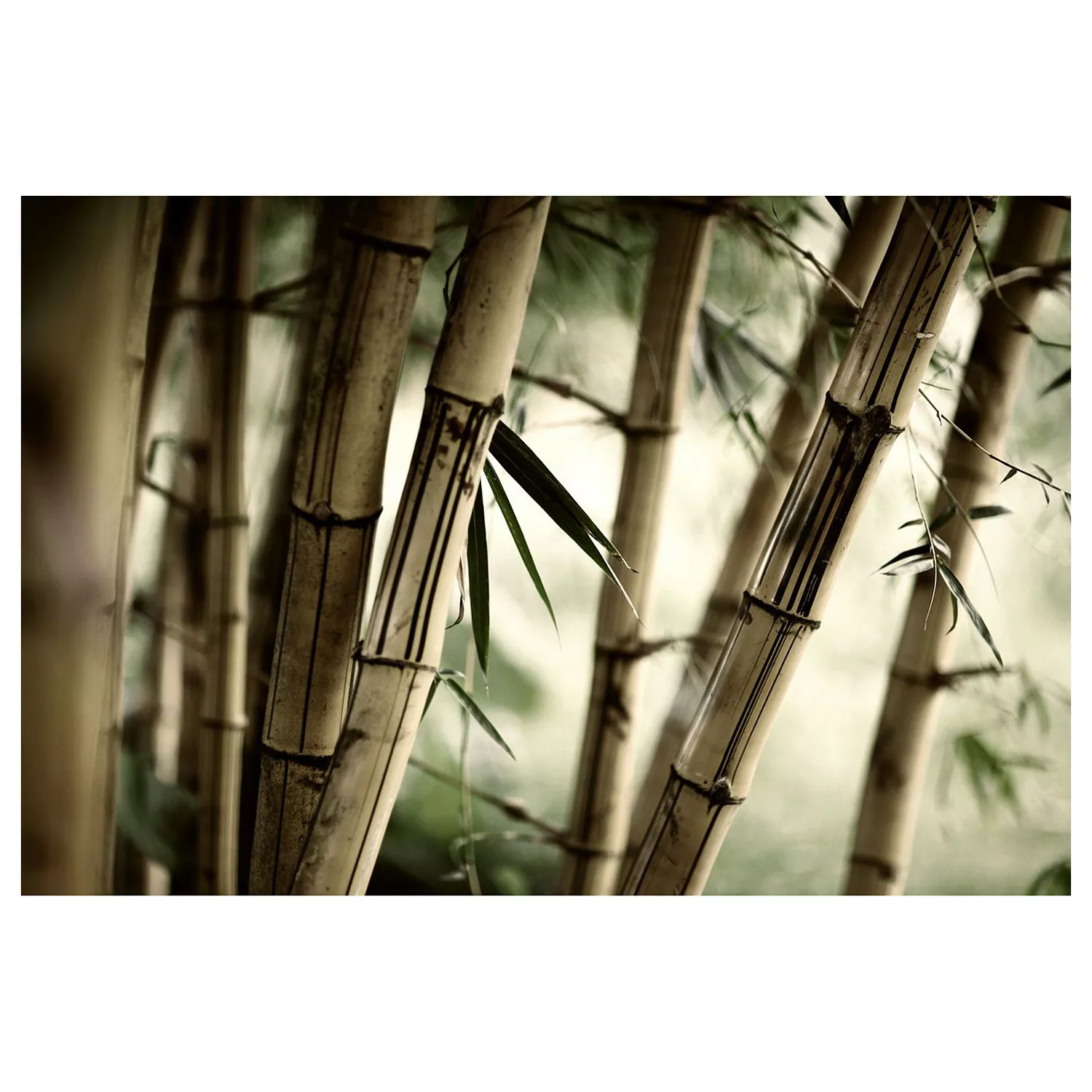 home24 Vliestapete Bamboo Forest günstig online kaufen