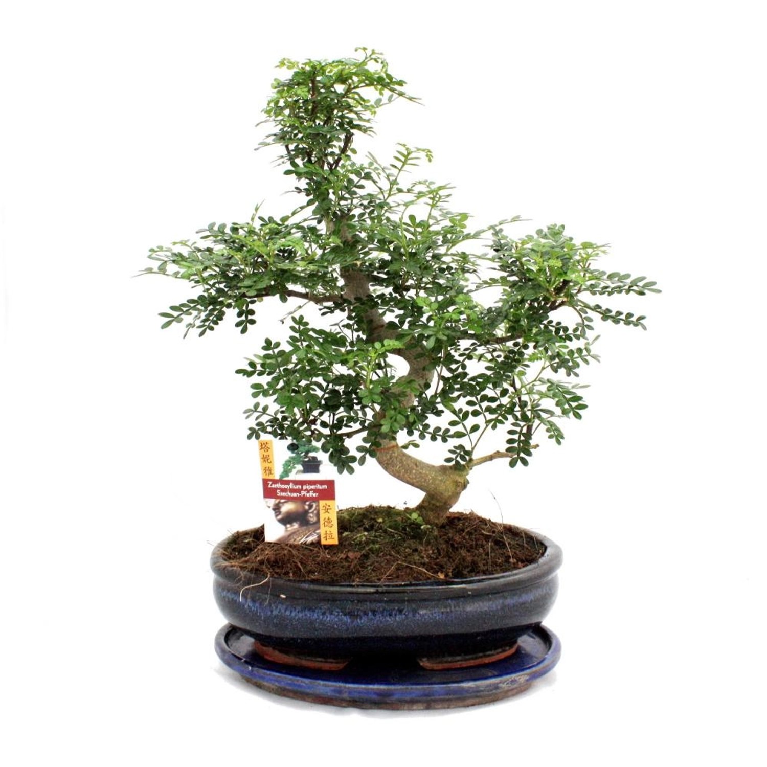 Exotenherz Bonsai Szechuan-Pfeffer Zanthoxylum Piperitum ca. 12-15 Jahre günstig online kaufen