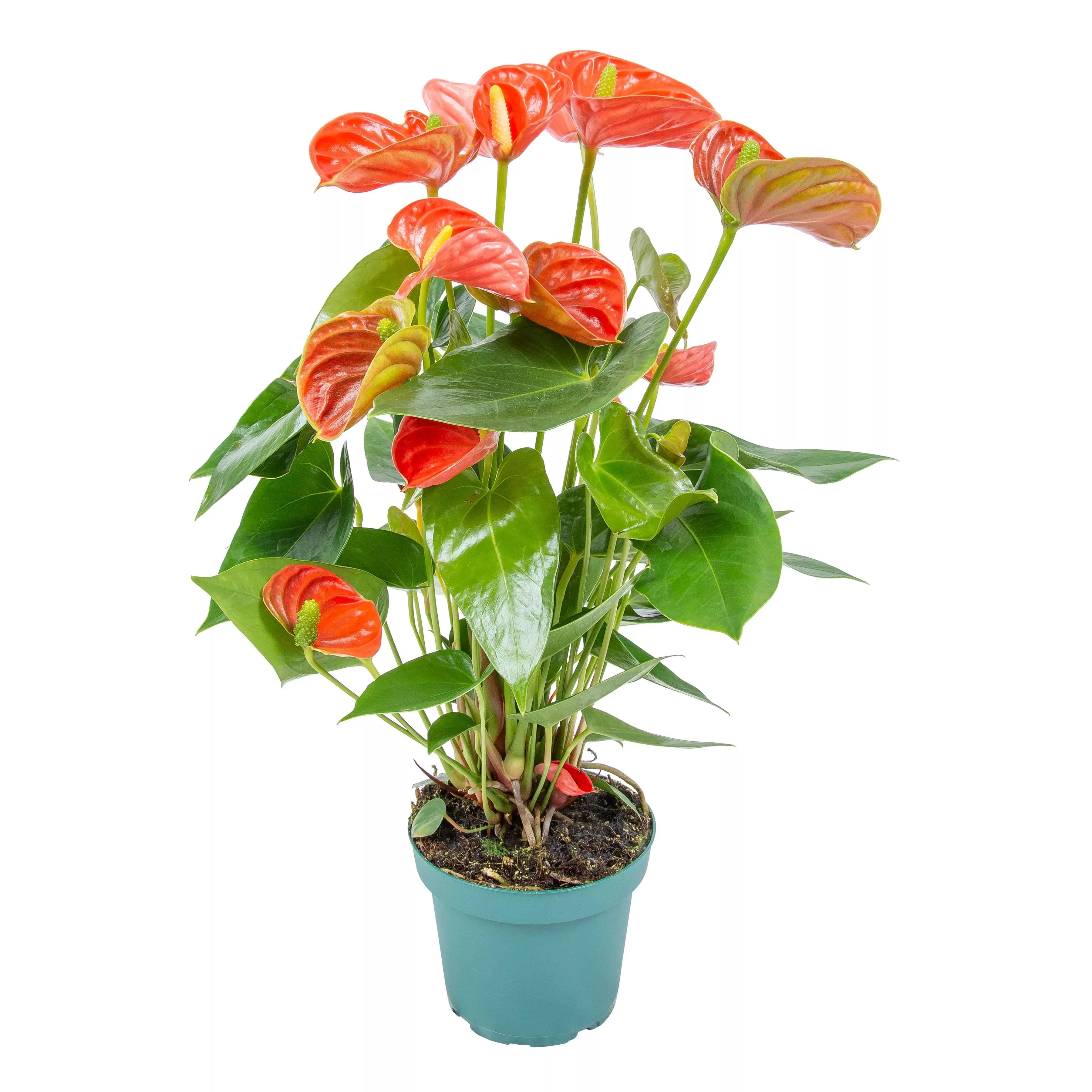 Casa Caron | Flamingopflanze Aristo günstig online kaufen