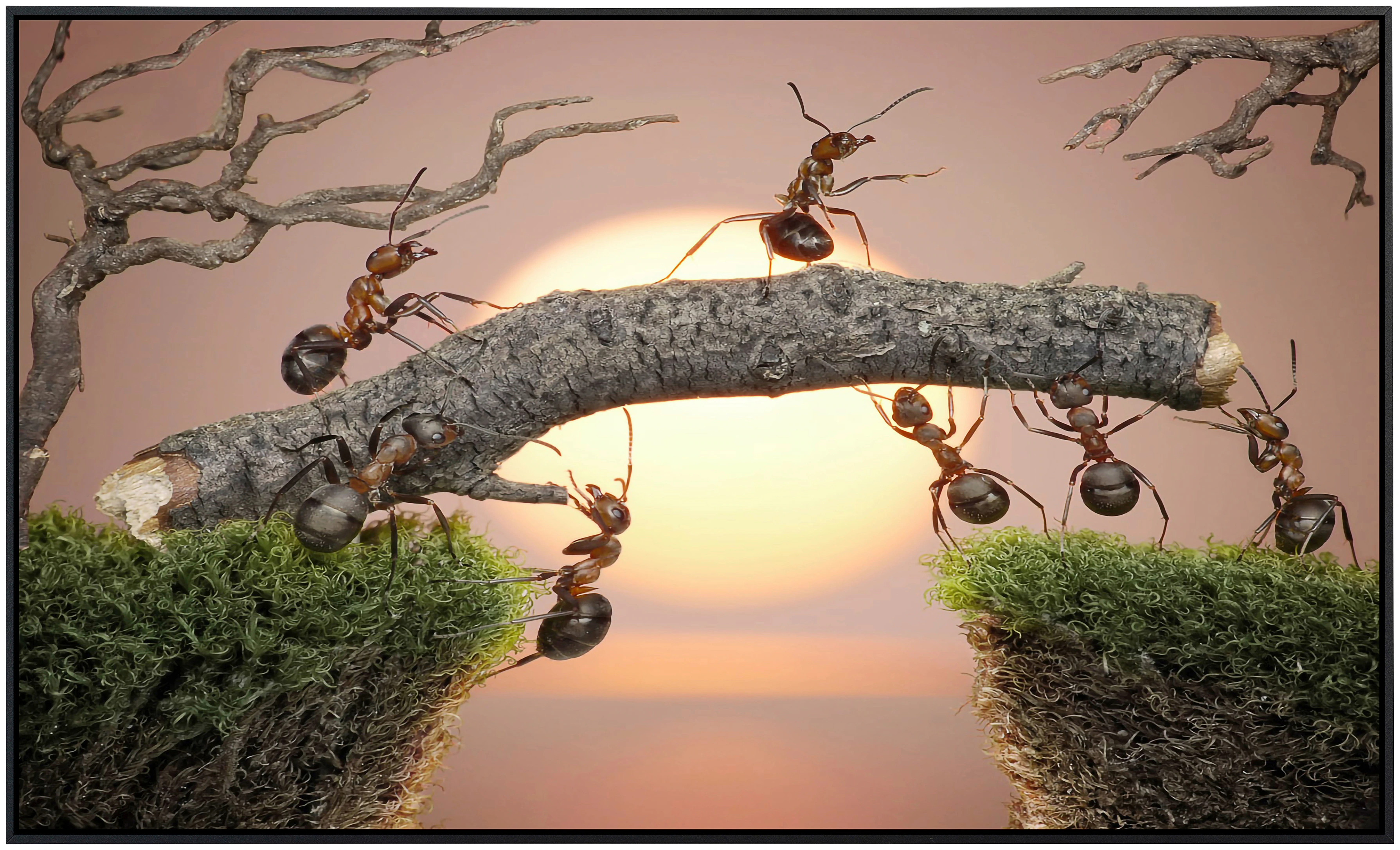 Papermoon Infrarotheizung »Ameisen Teamwork«, sehr angenehme Strahlungswärm günstig online kaufen