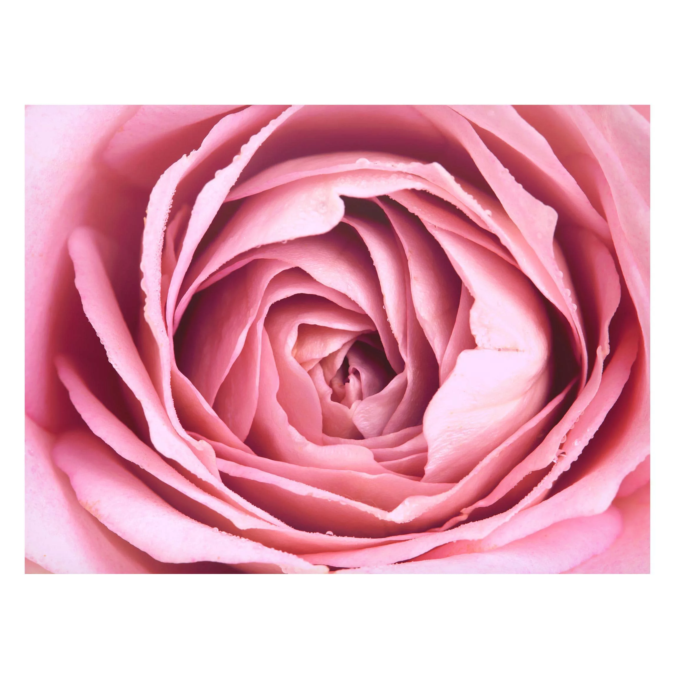 Magnettafel Blumen - Querformat 4:3 Rosa Rosenblüte günstig online kaufen