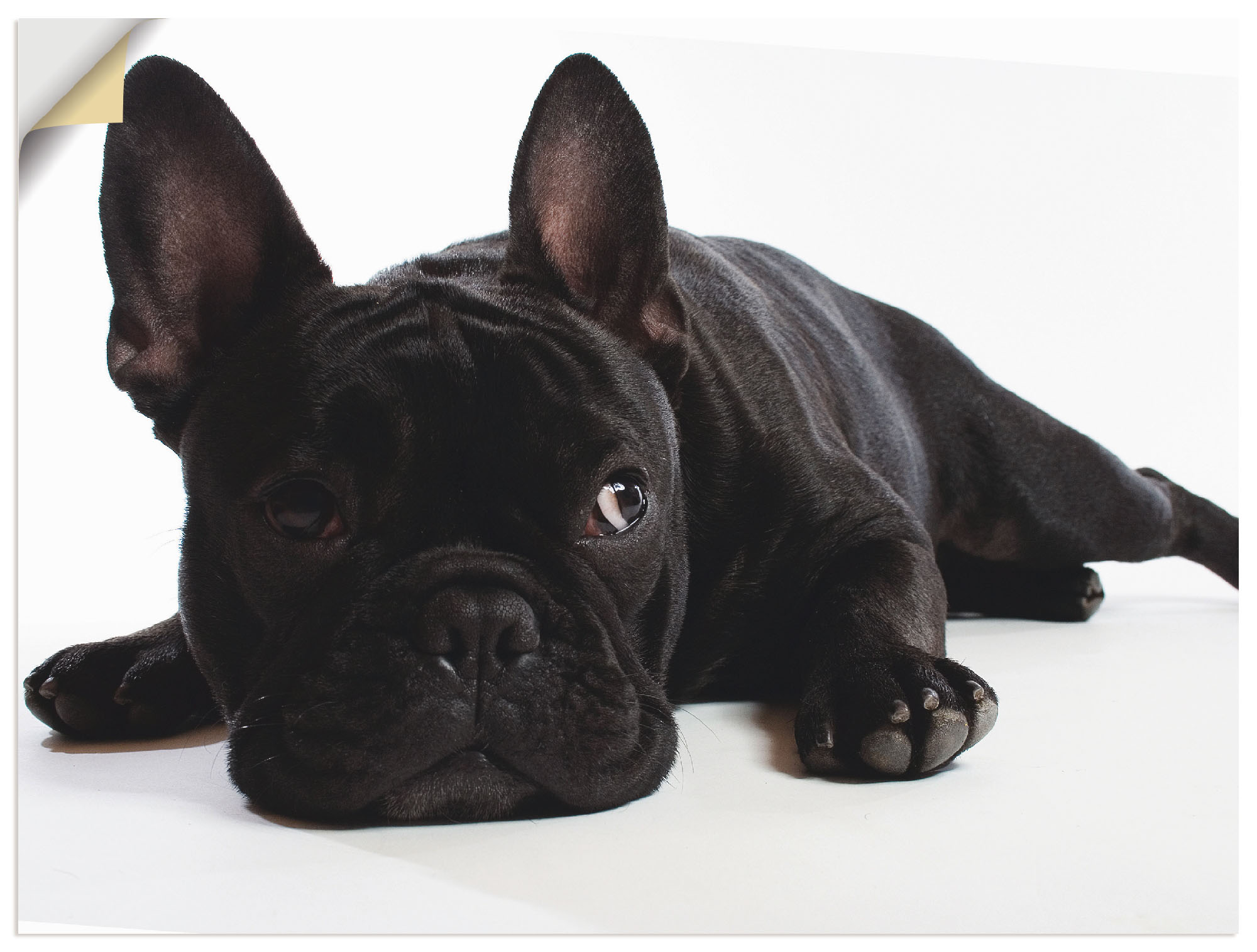 Artland Wandbild "Bulldogge", Haustiere, (1 St.), als Alubild, Outdoorbild, günstig online kaufen