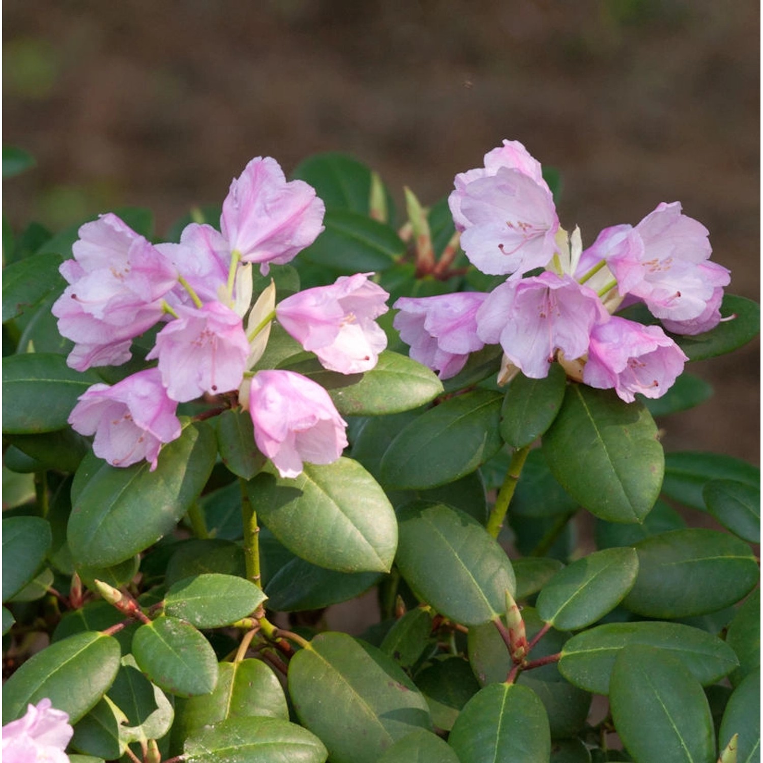 INKARHO - Rhododendron Vater Böhlje 25-30cm - Rhododendron williamsianum - günstig online kaufen