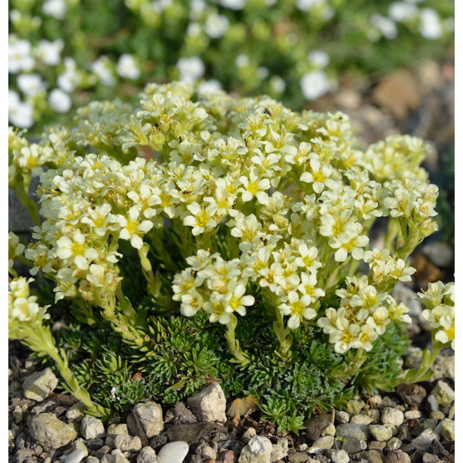 Moos Steinbrech - Saxifraga apiculata günstig online kaufen