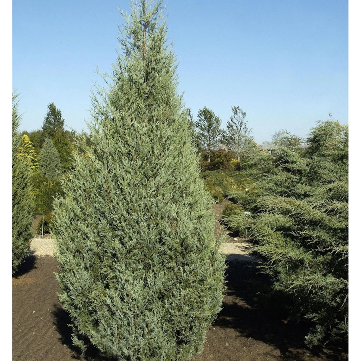 Säulenwacholder Wichita Blue 100-125cm - Juniperus scopulorum günstig online kaufen