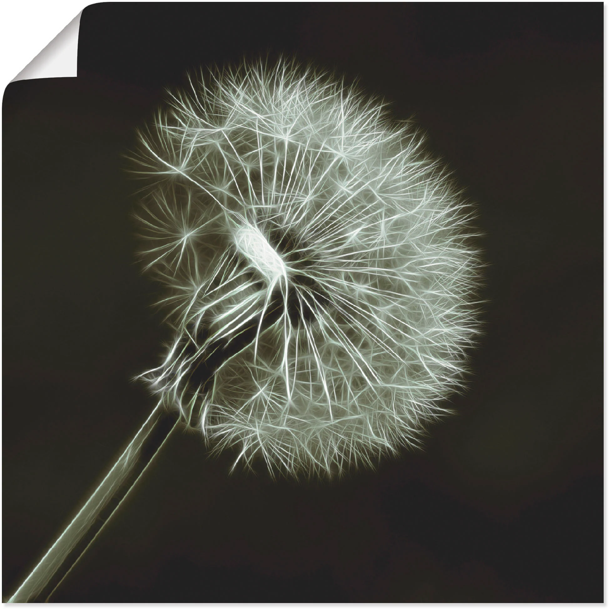 Artland Wandbild "Pusteblume", Blumen, (1 St.) günstig online kaufen