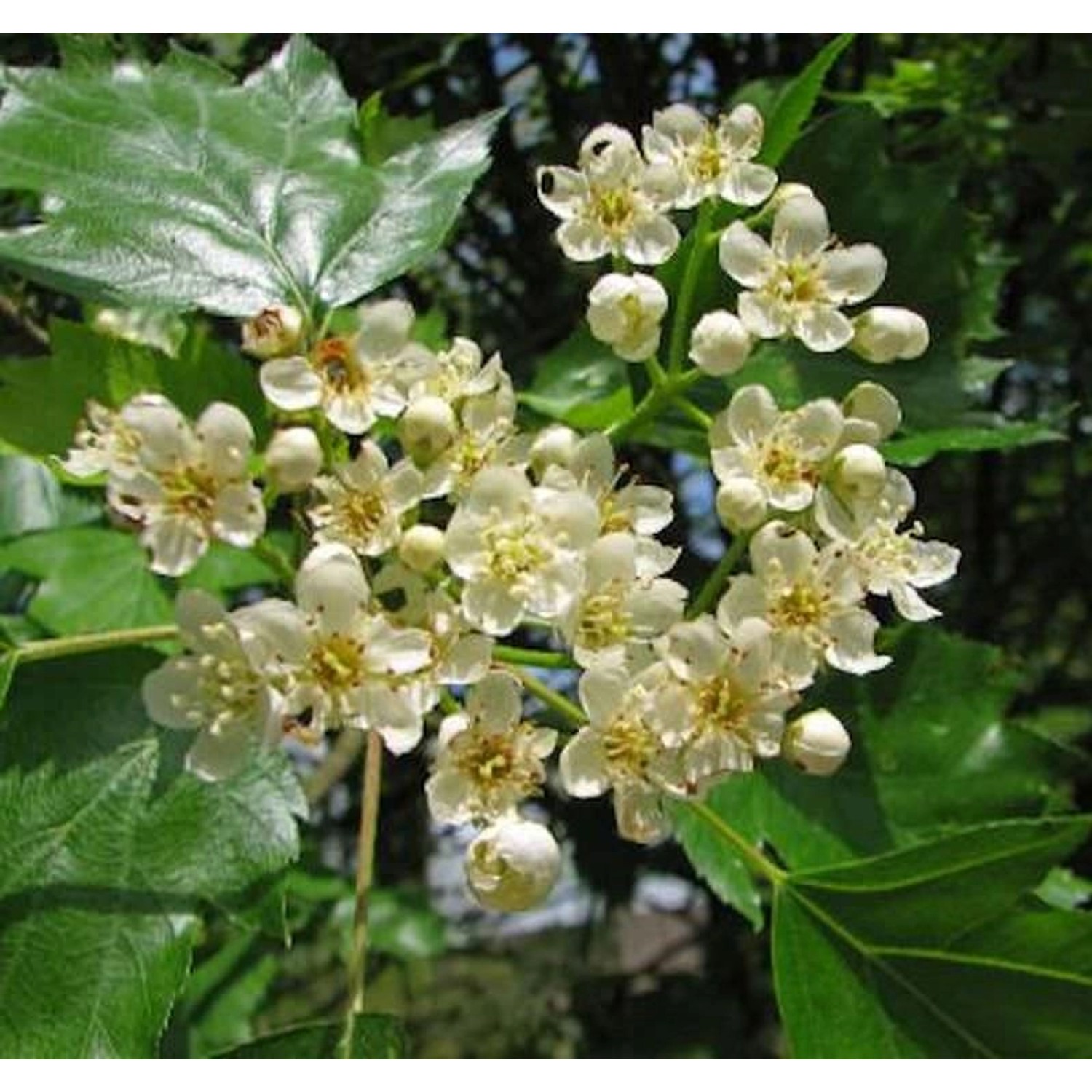 Elsbeere 60-80cm - Sorbus torminalis günstig online kaufen