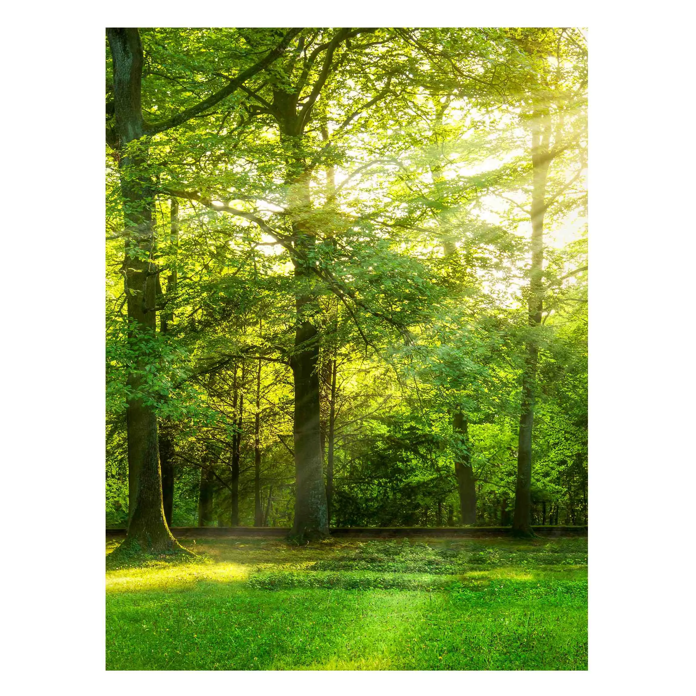 Magnettafel Spaziergang im Wald günstig online kaufen