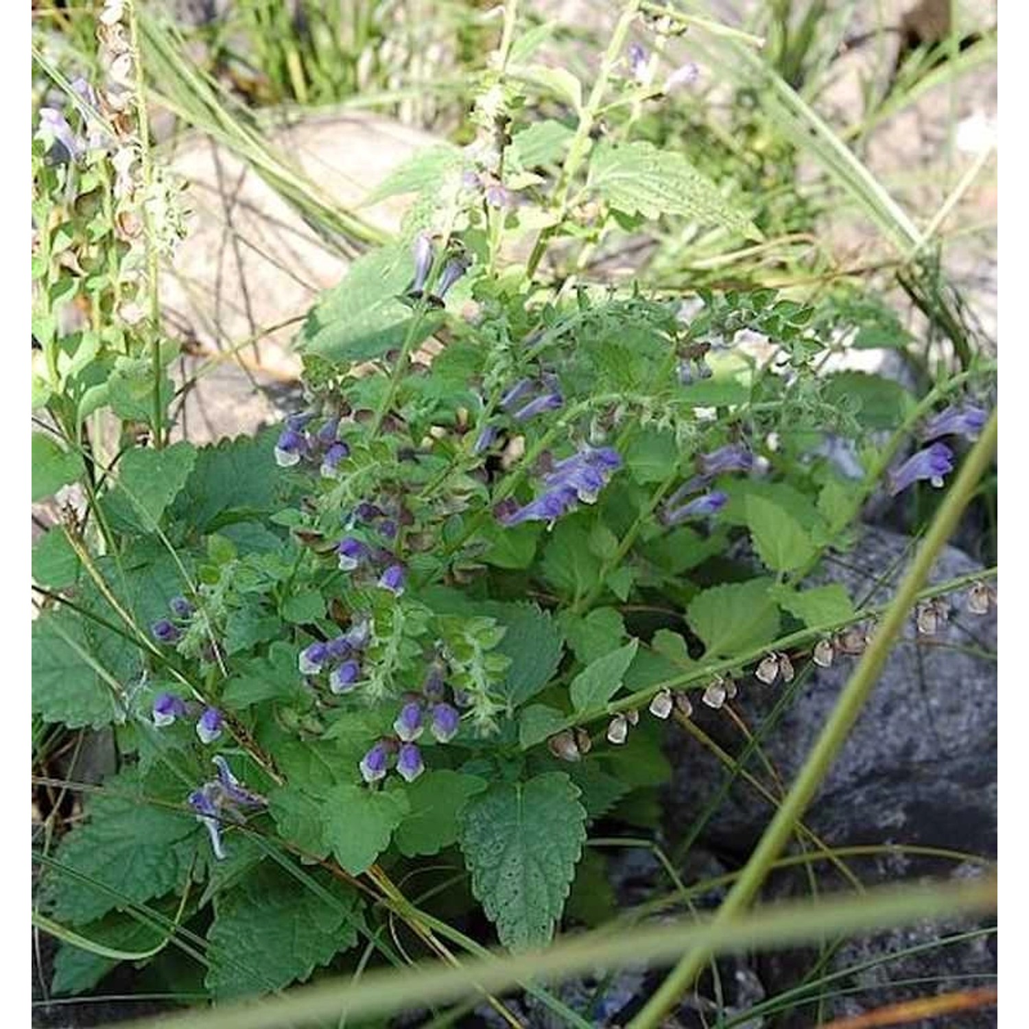 Hohes Helmkraut - Scutellaria altissima günstig online kaufen