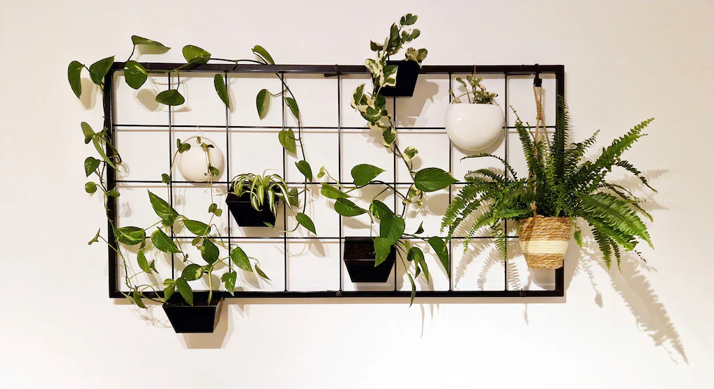 KRAUS Rankgitter "Pflanzenwand", erhältlich in 2 verschiedenen Größen günstig online kaufen