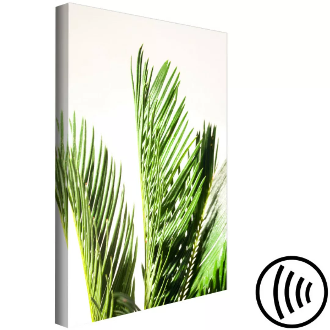 Bild auf Leinwand Drei Palmblätter – Blätter eines tropischen Baumes, die s günstig online kaufen