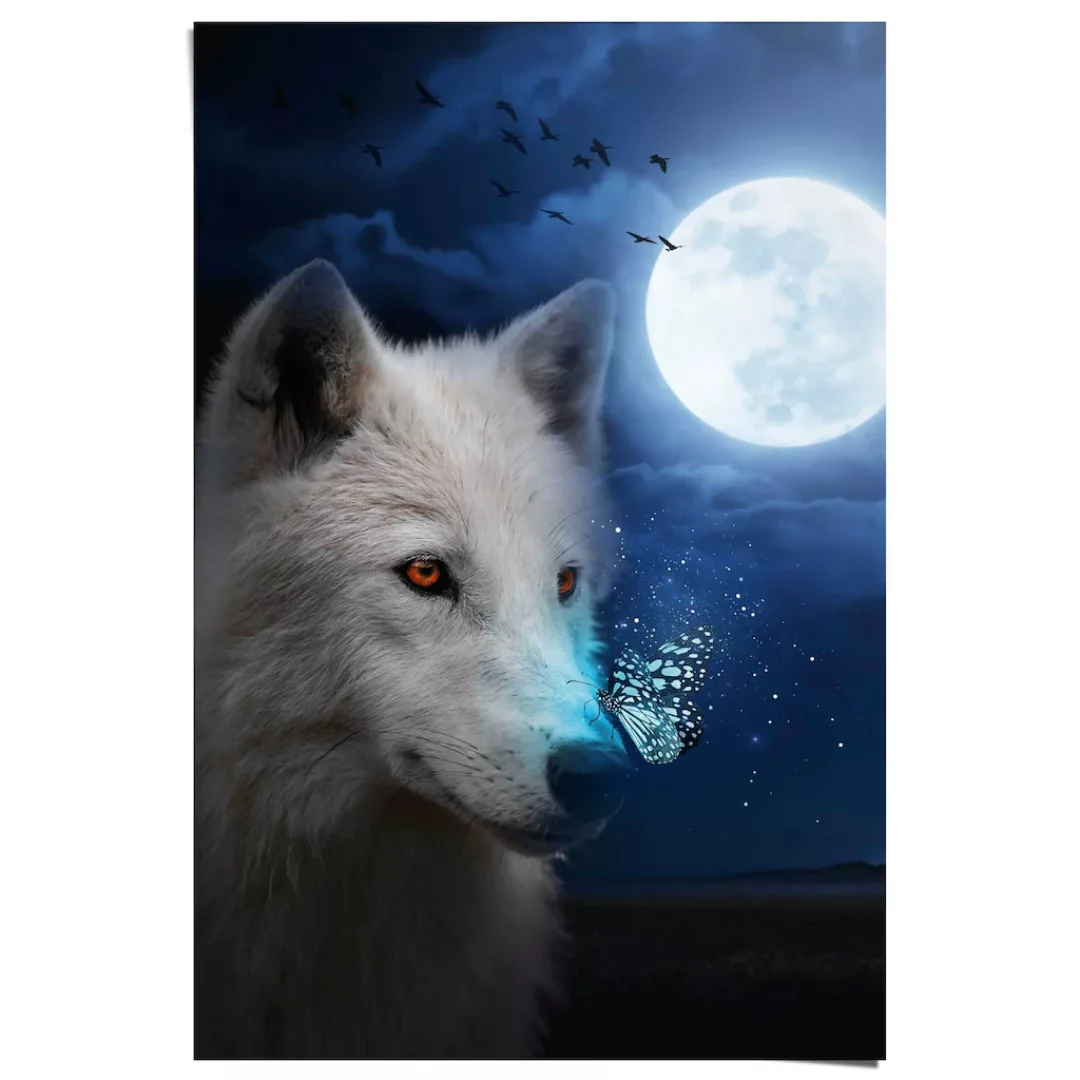 Reinders Poster "Weißer Wolf" günstig online kaufen