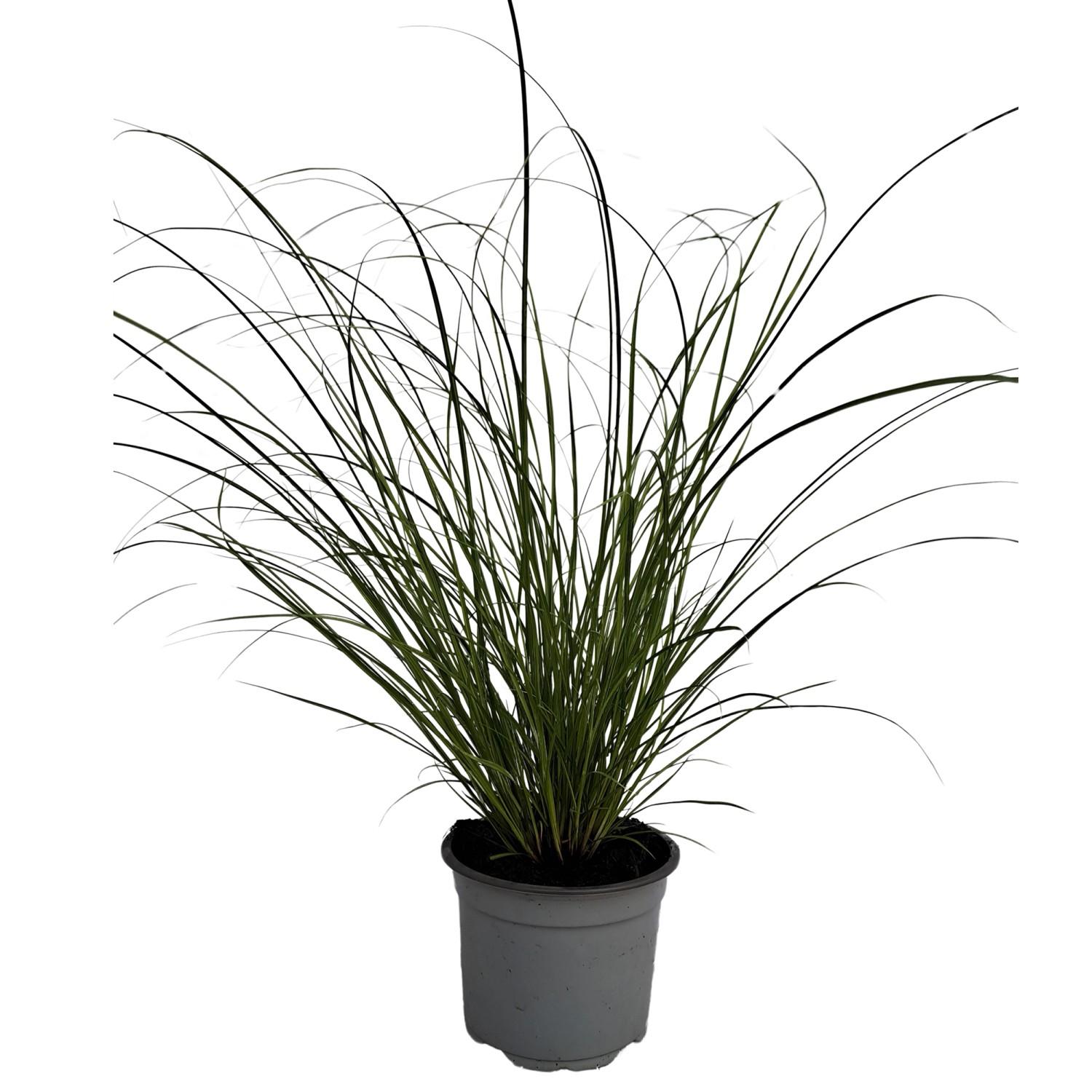 GROW by OBI Japan Segge Phoenix Green Hellgrün Topf-Ø ca. 12 cm Carex howar günstig online kaufen