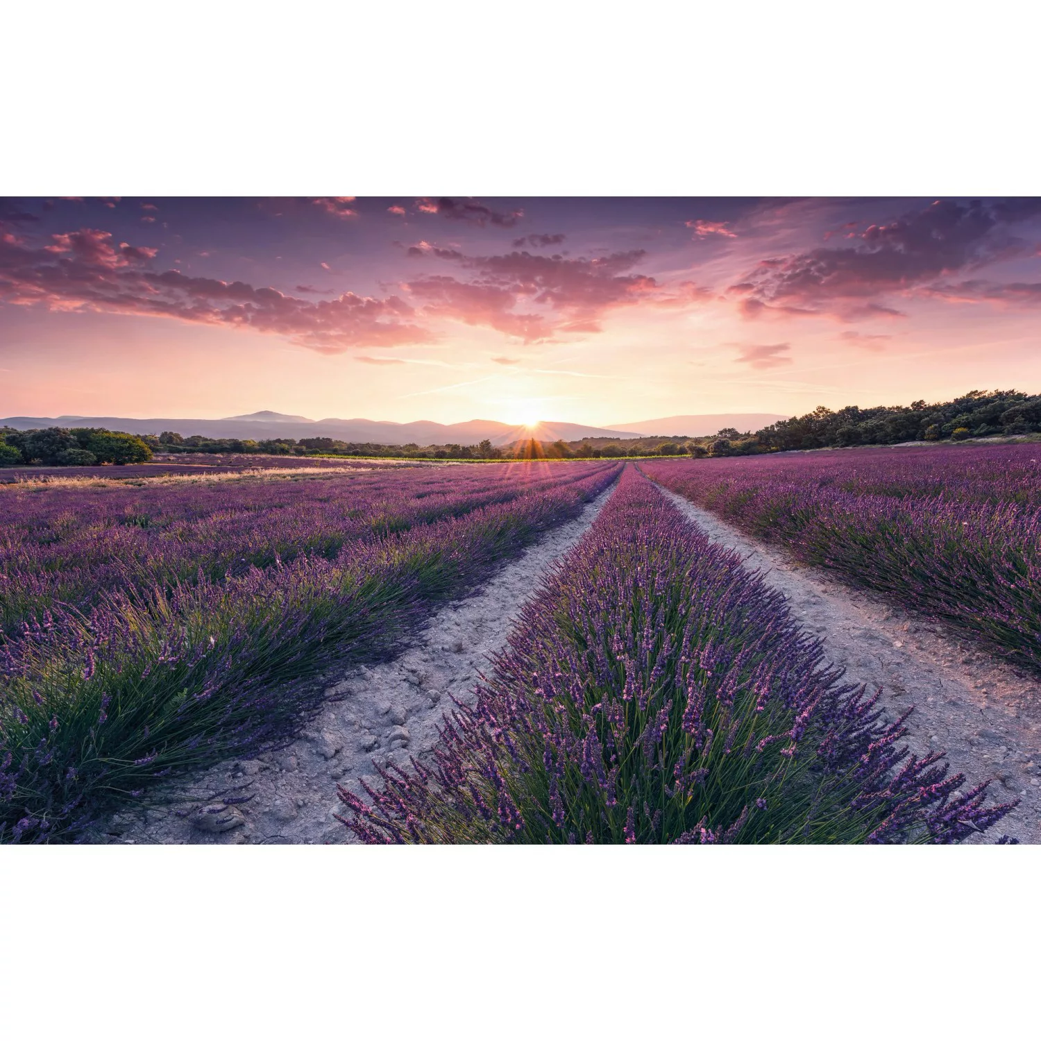 KOMAR Vlies Fototapete - Lavender Dream - Größe 450 x 280 cm mehrfarbig günstig online kaufen