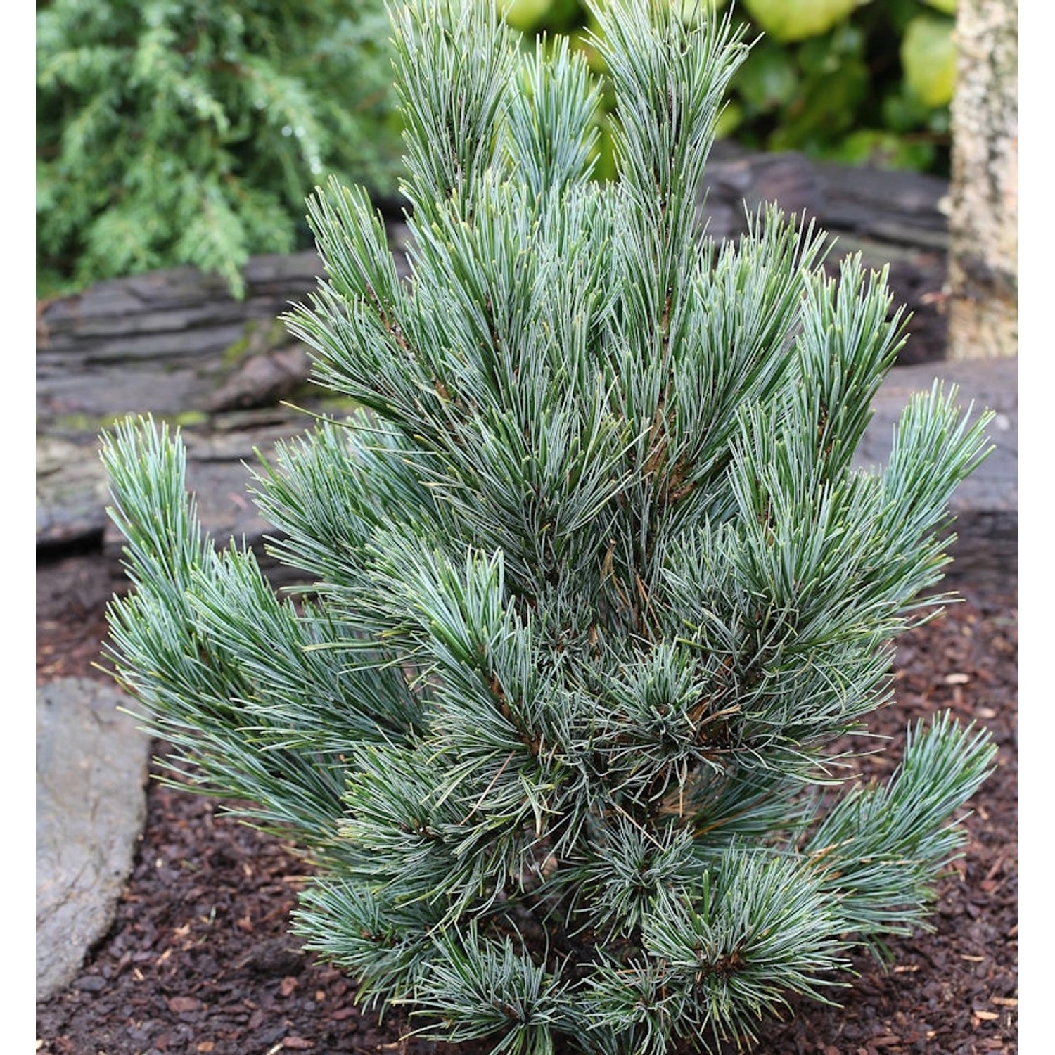 Kompakte Blauzirbelkiefer 60-70cm - Pinus cembra günstig online kaufen