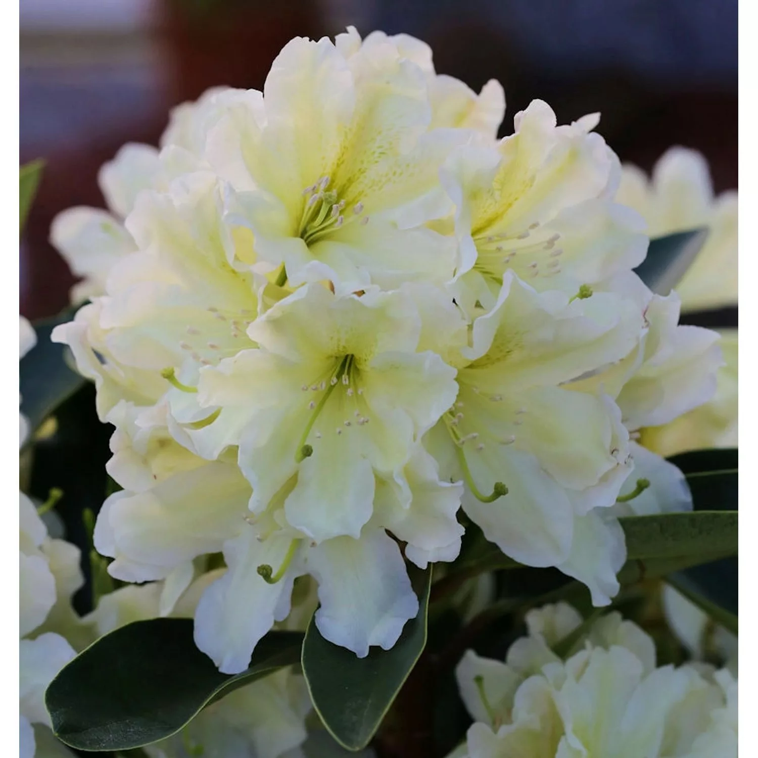 INKARHO - Großblumige Rhododendron Dufthecke Gelb 25-30cm - Alpenrose günstig online kaufen