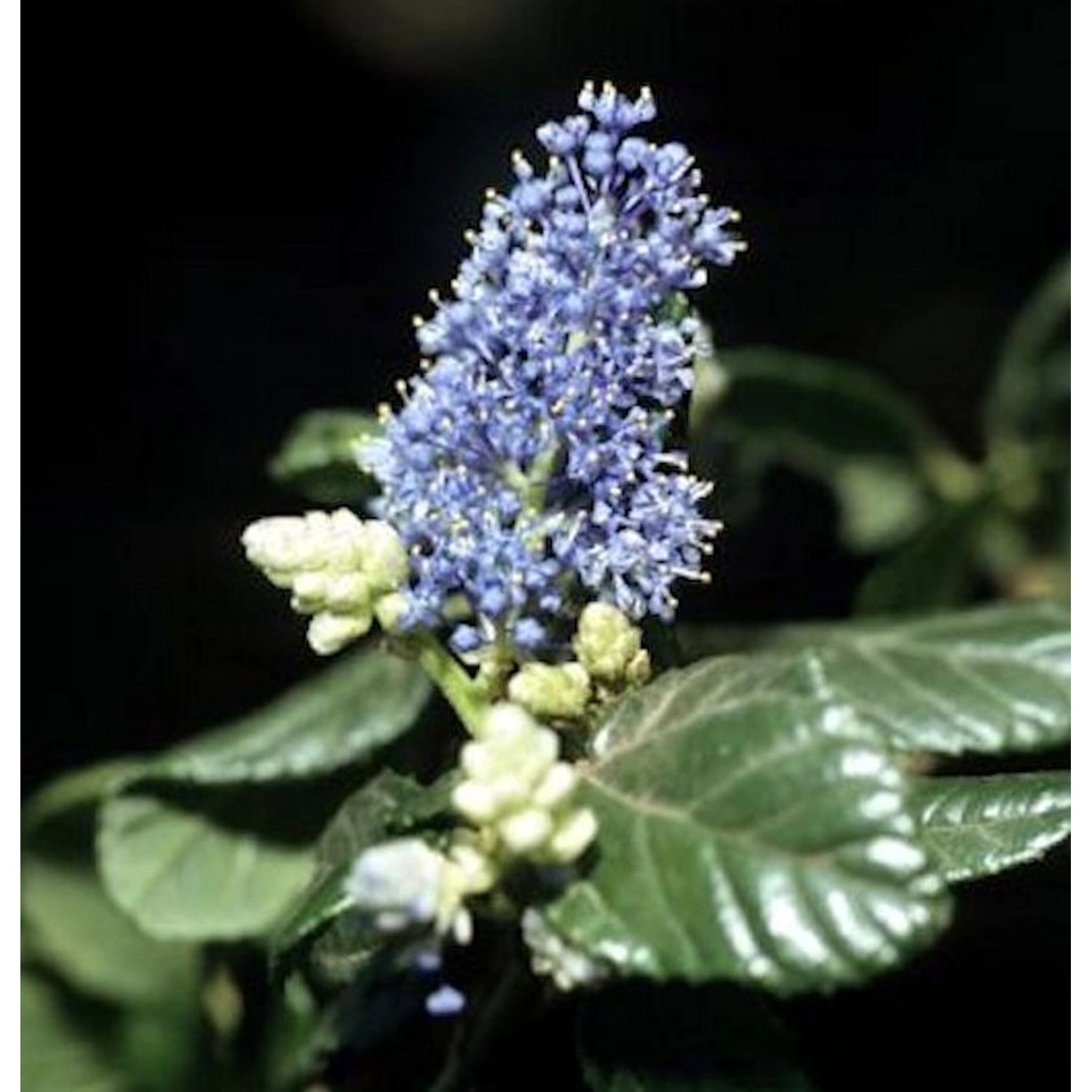 Hochstamm Säckelblume Victoria 60-80cm - Ceanothus impressus günstig online kaufen