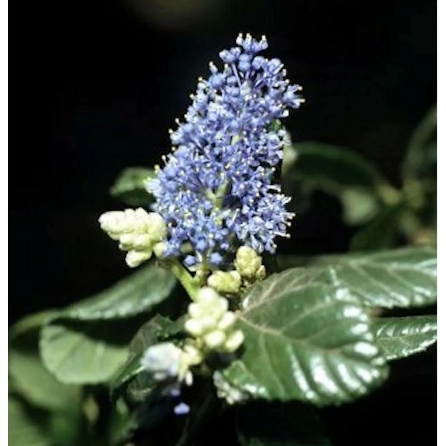 Hochstamm Säckelblume Victoria 40-60cm - Ceanothus impressus günstig online kaufen