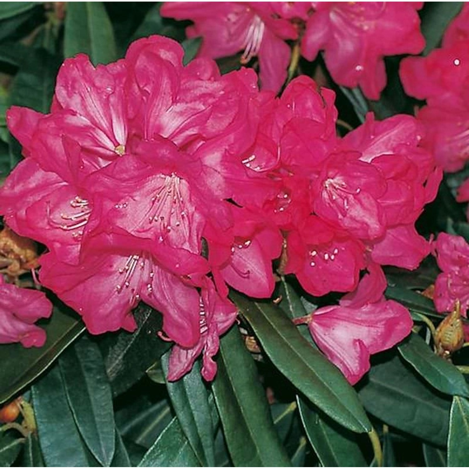 Rhododendron Diamant 40-50cm - Alpenrose günstig online kaufen