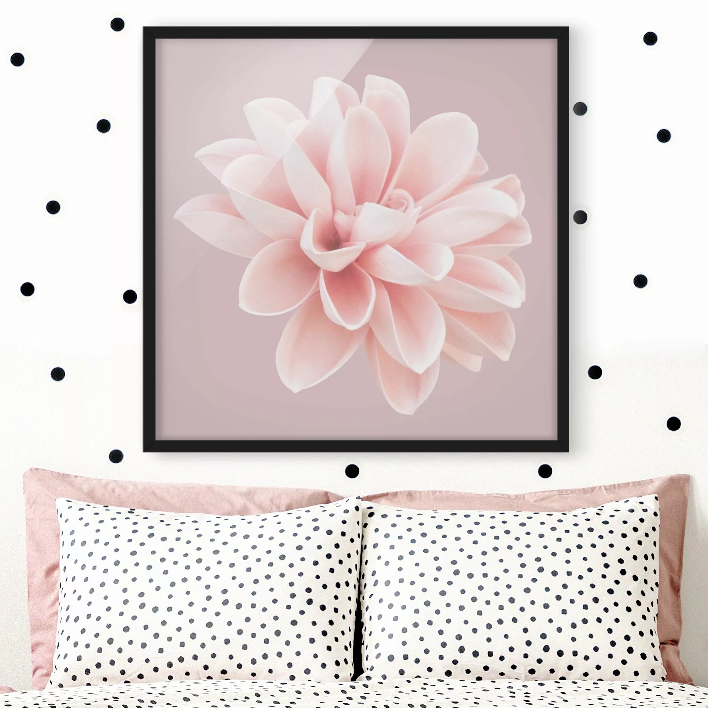 Bild mit Rahmen Dahlie Blume Lavendel Rosa Weiß günstig online kaufen