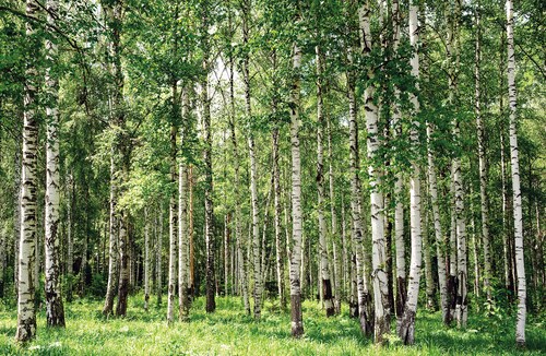 Papermoon Fototapete »Birch Forest« günstig online kaufen