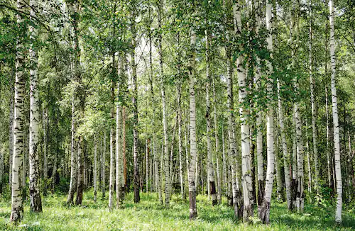 Papermoon Fototapete »Birch Forest« günstig online kaufen