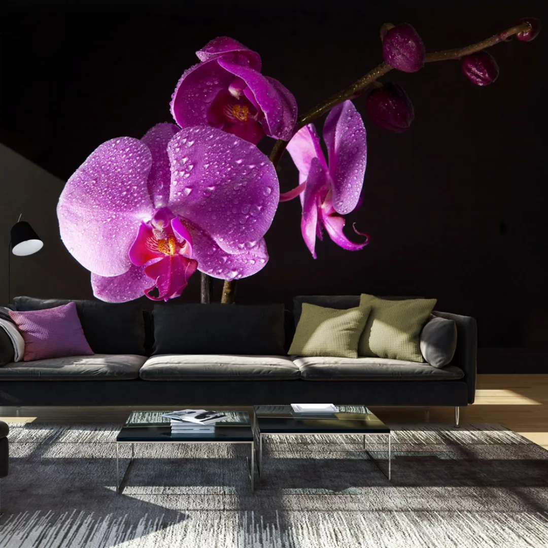 Fototapete - Stilvoll  Orchidee günstig online kaufen