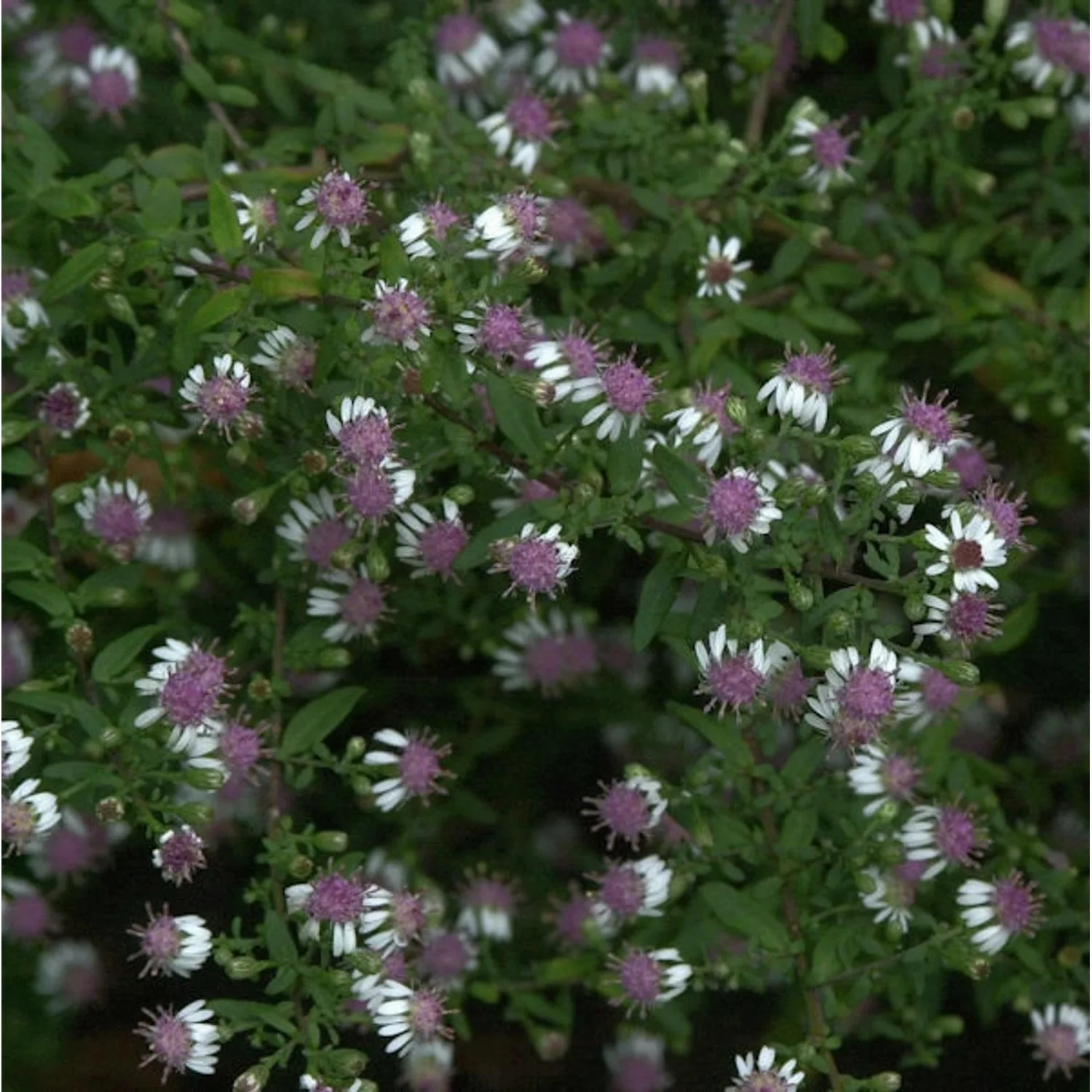 Waagerechte Herbst Aster - Aster lateriflorus günstig online kaufen