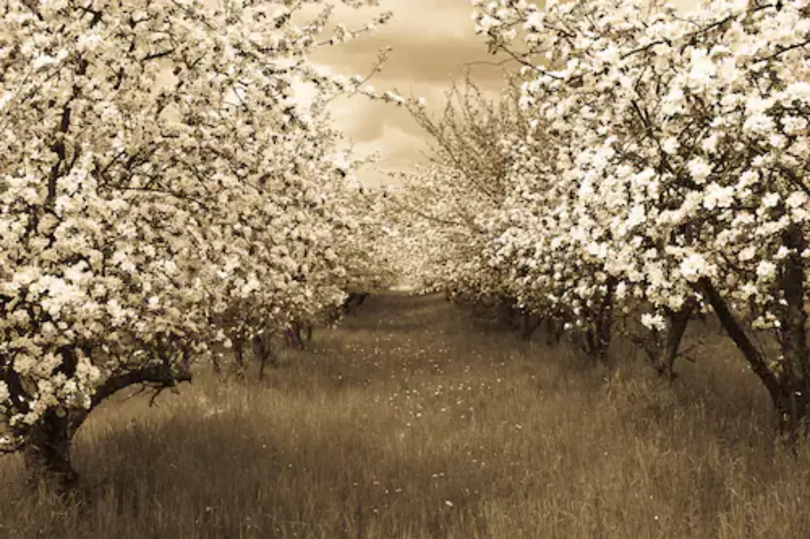 Papermoon Fototapete »Sepia Frühlingsobstgarten« günstig online kaufen