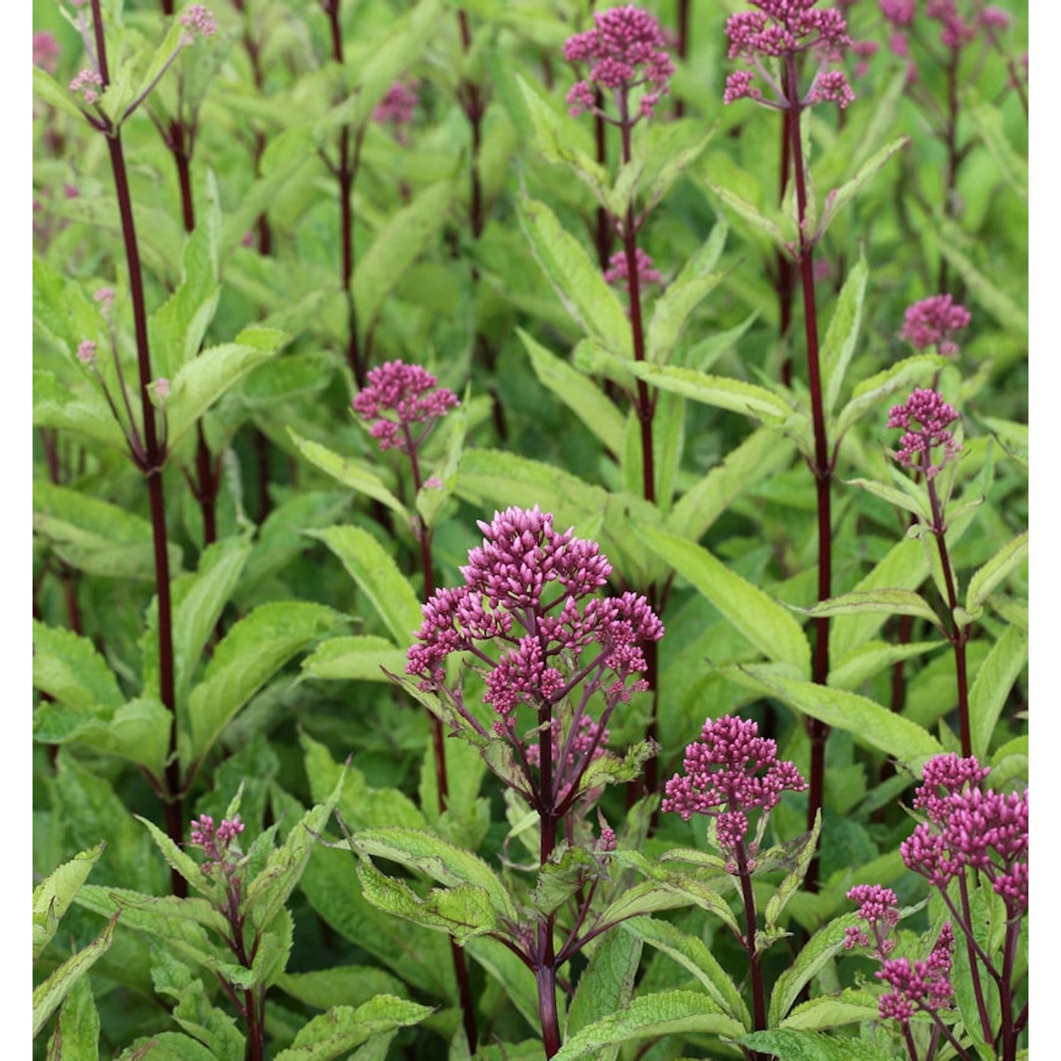 Wasserdost Phantom - Eupatorium fistulosum günstig online kaufen