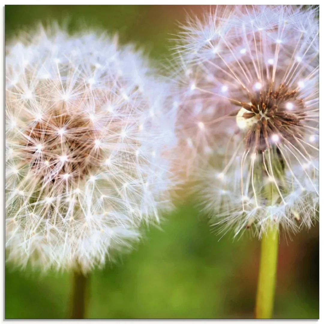Artland Glasbild "Pusteblume Zweisamkeit", Blumen, (1 St.), in verschiedene günstig online kaufen
