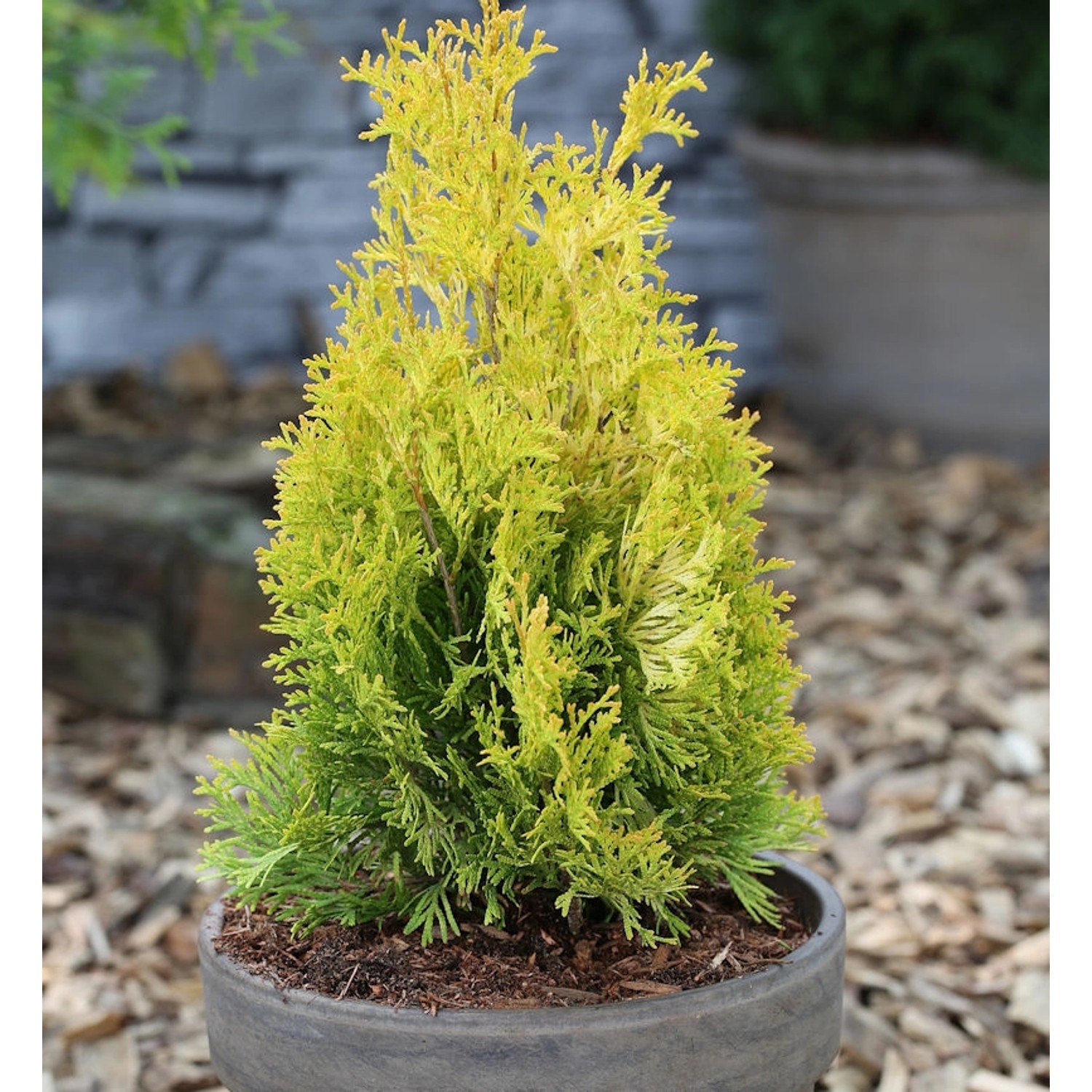 Goldgelber Lebensbaum Jantar 100-125cm - Thuja occidentalis günstig online kaufen