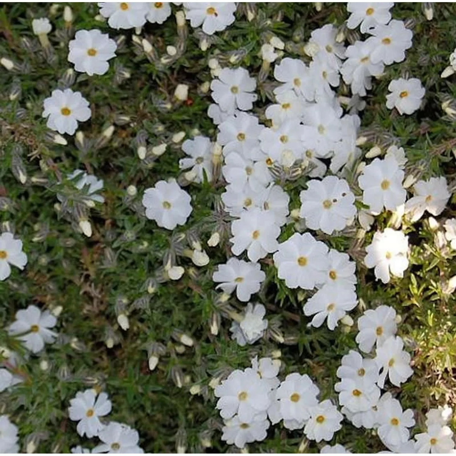 Teppich Flammenblume White Admiral - Phlox Douglasii günstig online kaufen