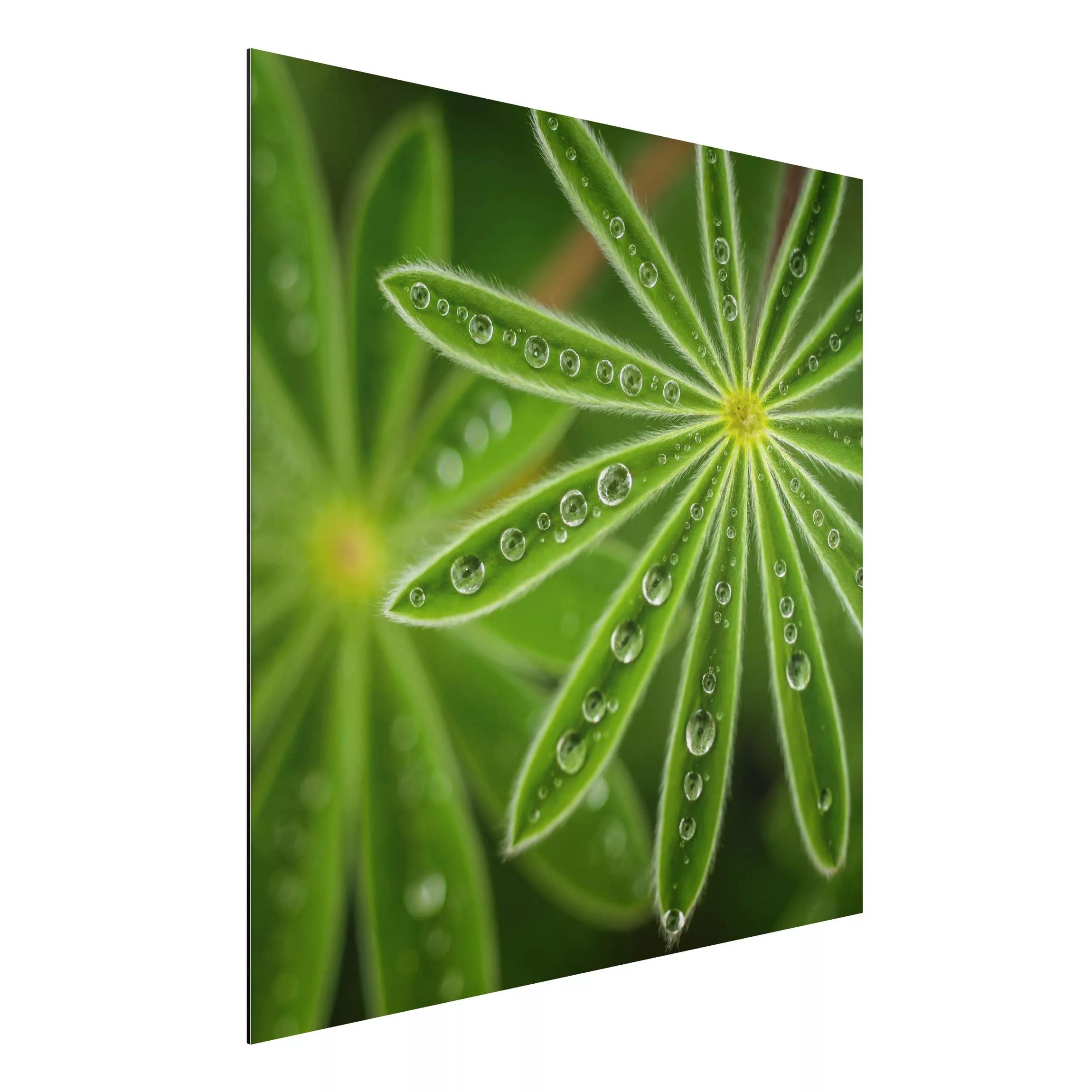 Alu-Dibond Bild Blumen - Quadrat Morgentau auf Lupinenblättern günstig online kaufen