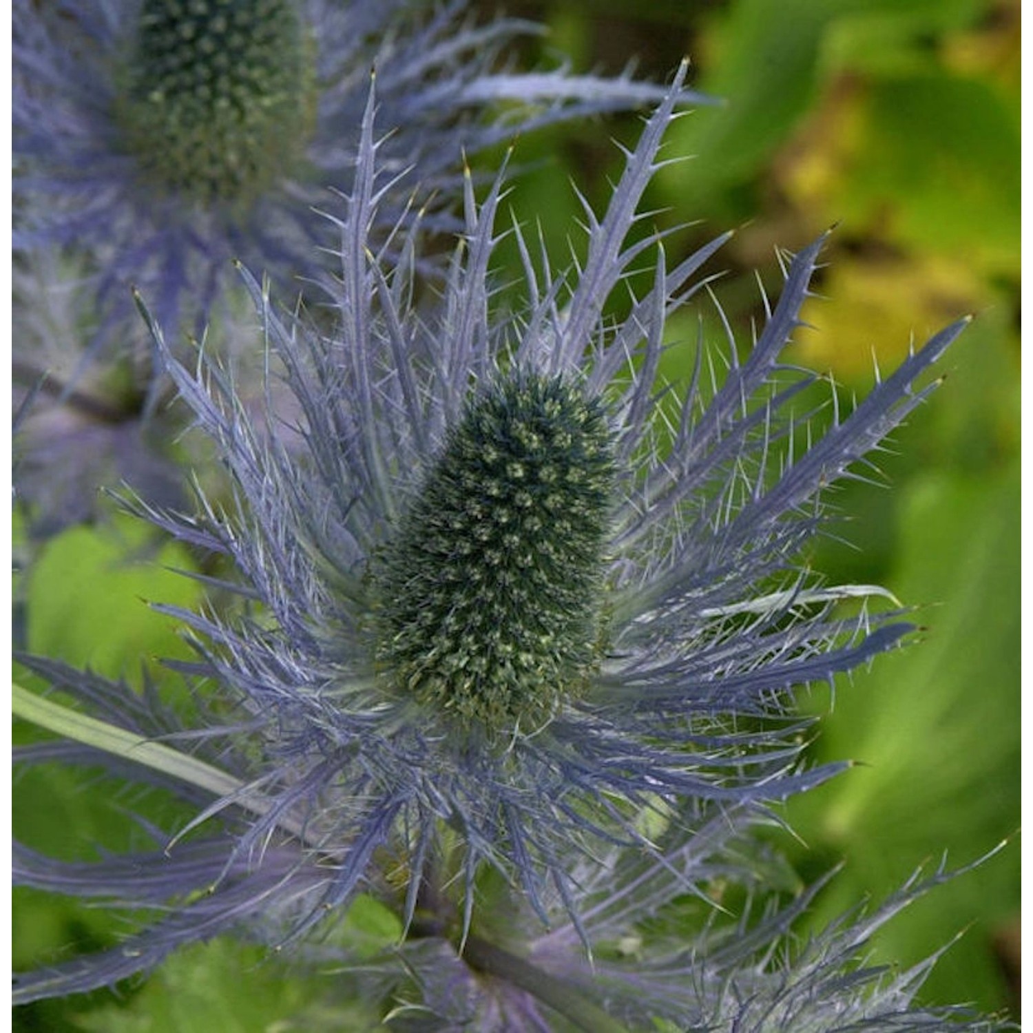 Alpen Mannstreu Blue Star - Eryngium alpinum günstig online kaufen