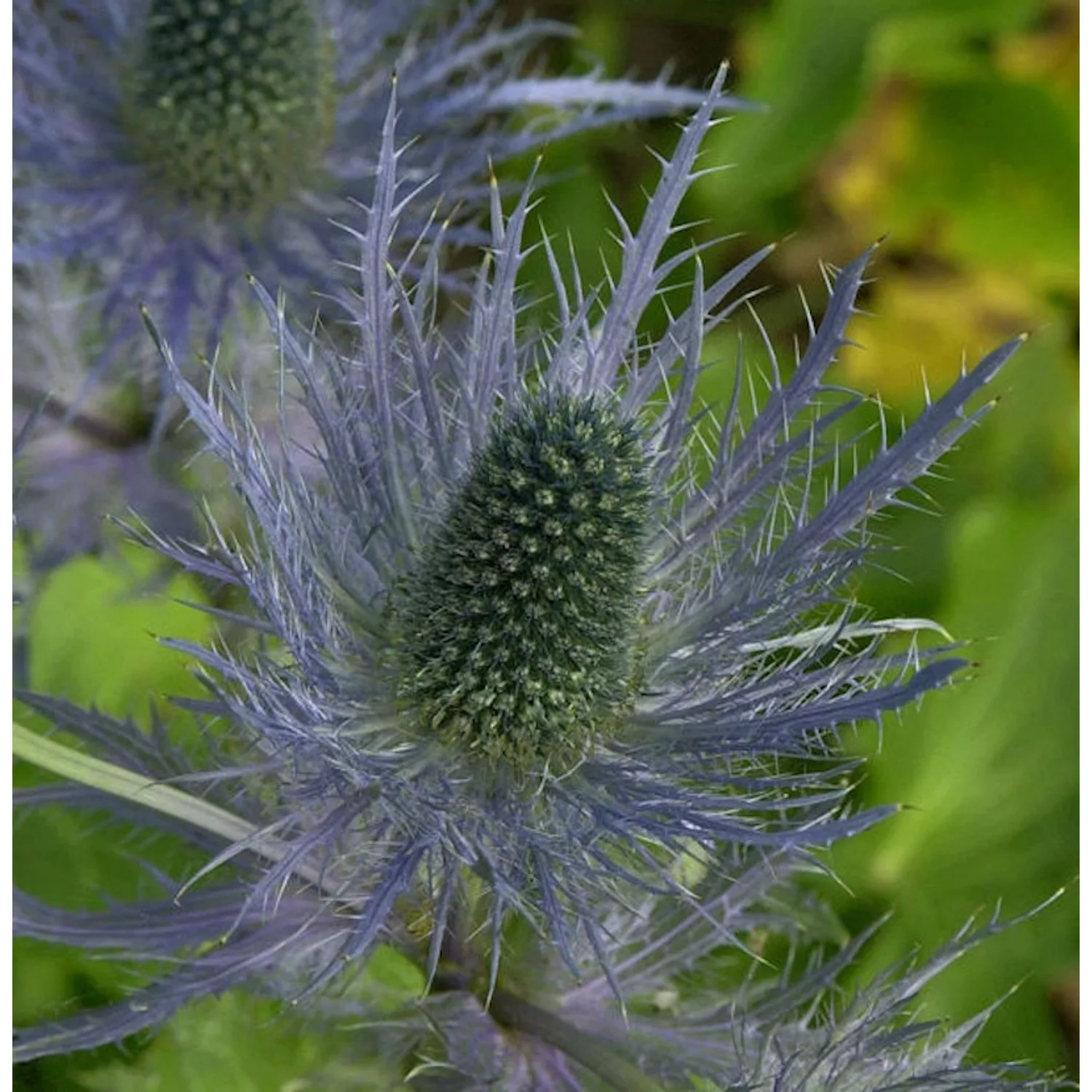 Alpen Mannstreu Blue Star - Eryngium alpinum günstig online kaufen