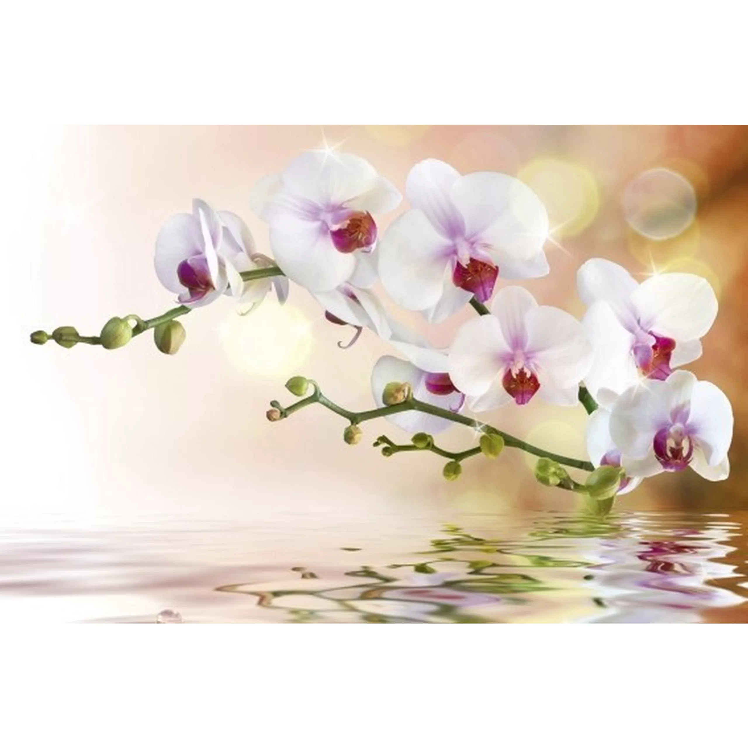 Fototapete WHITE ORCHID  | MS-5-0147 | Rosa | Digitaldruck auf Vliesträger günstig online kaufen