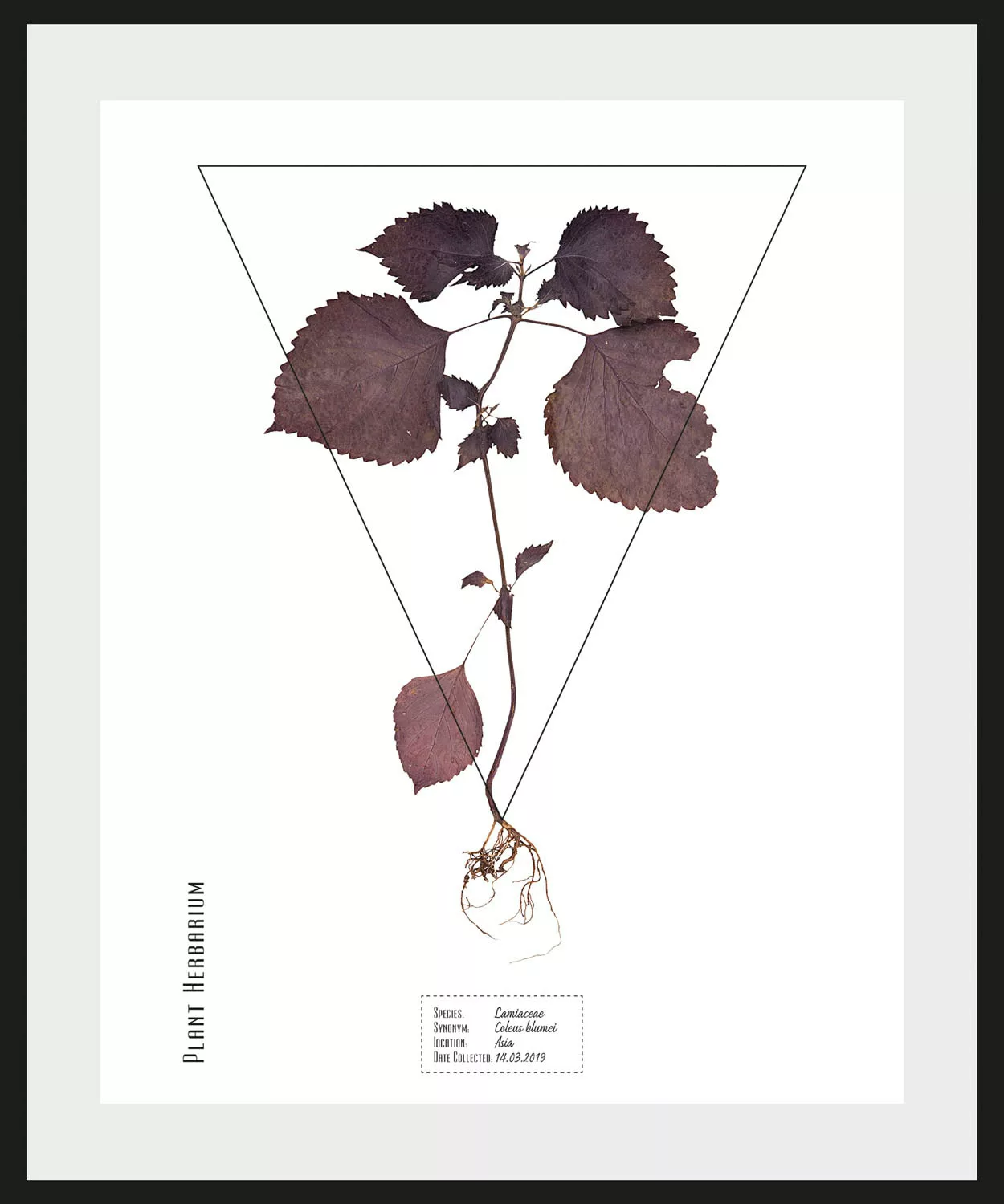 queence Bild "Lamiaceae", (1 St.) günstig online kaufen