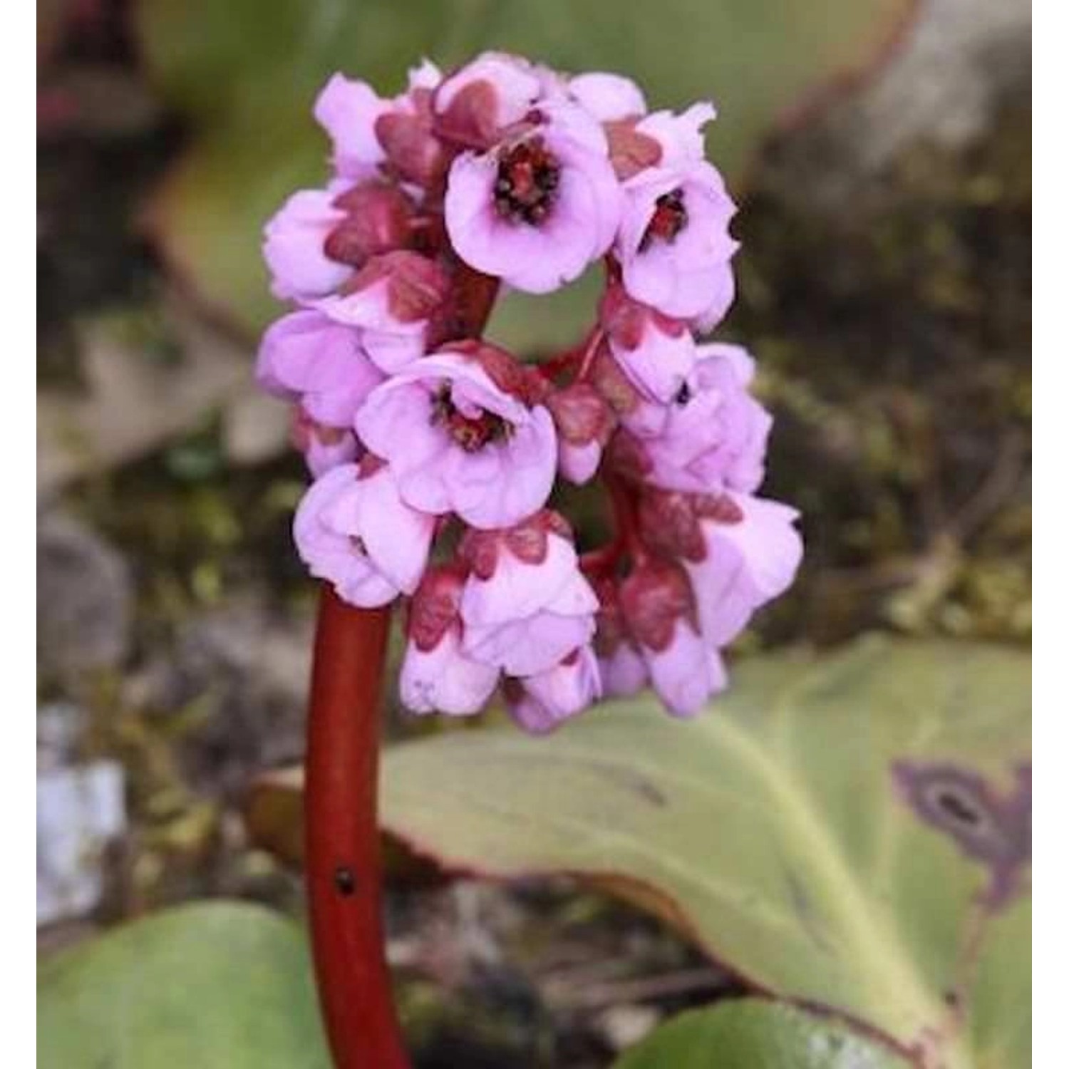 Bergenie Herbstblüte - Bergenia cordifolia günstig online kaufen